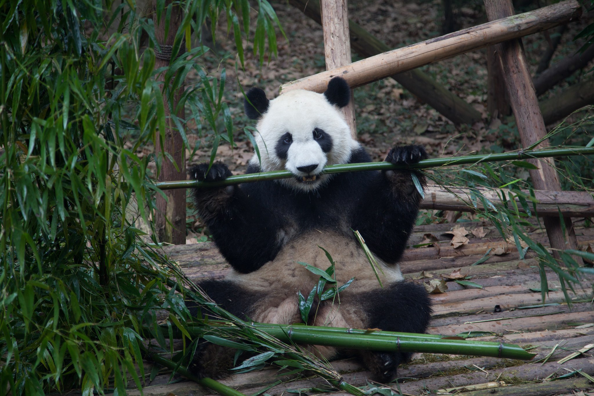 Родина панд. Заповедник панд в Китае. Чэнду Китай панды. Заповедник Чэнду Китай. Чэнду Панда парк.