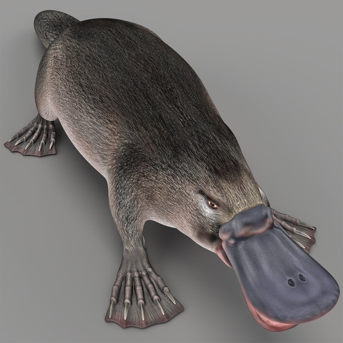 Platypus перевод