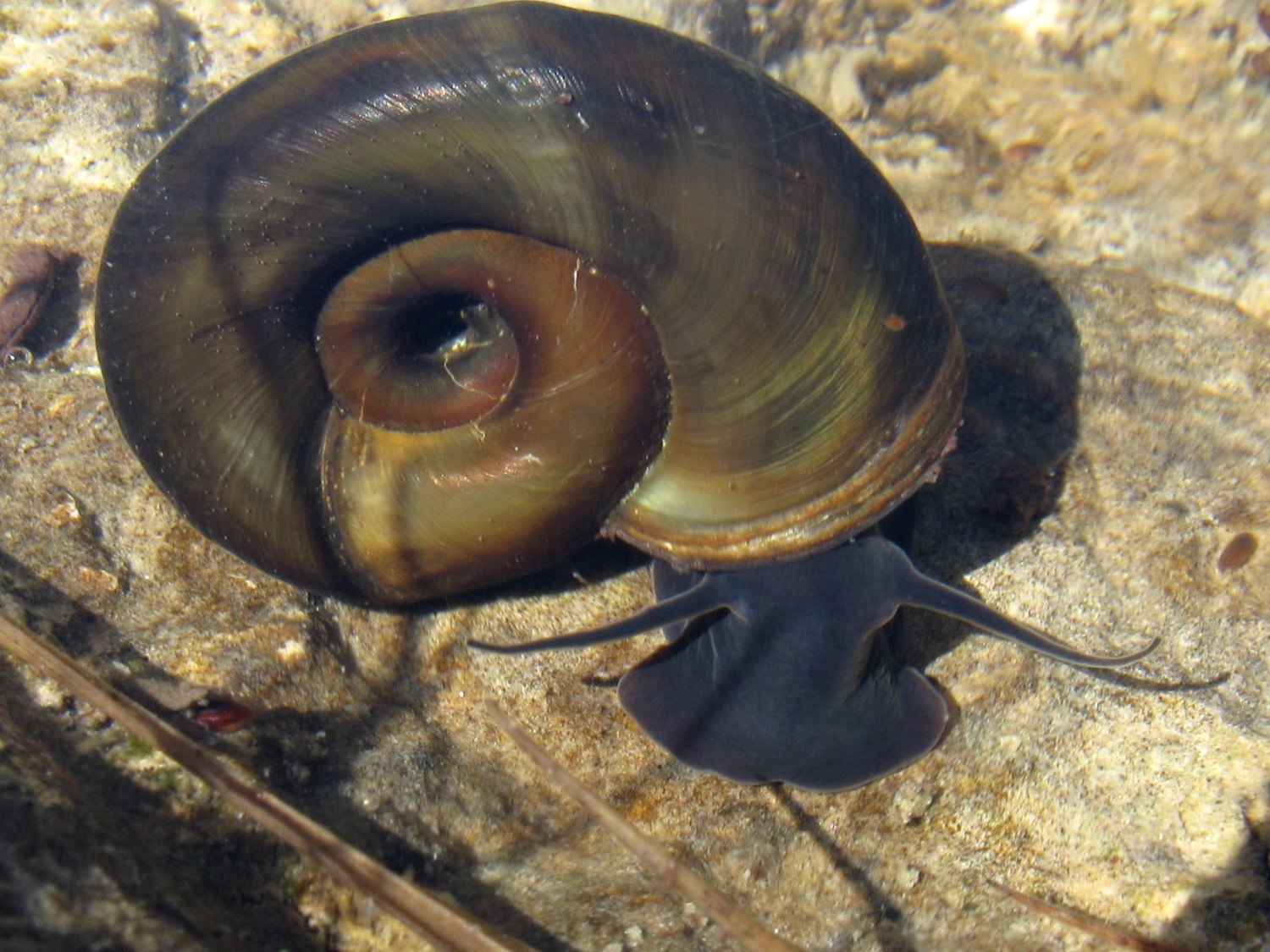 Брюхоногие моллюски голова
