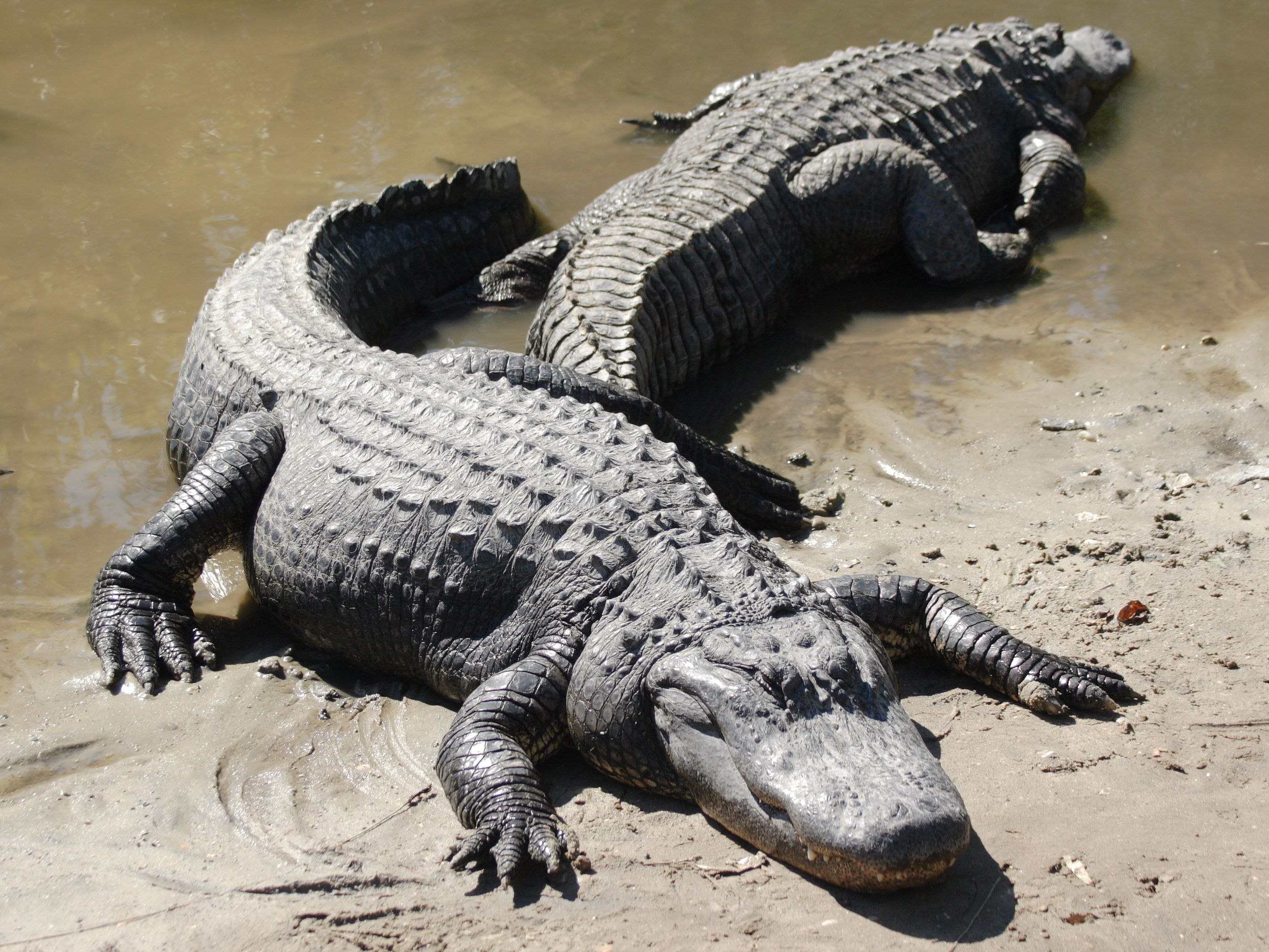 Рептилия в анапе. Пресмыкающиеся Аллигатор. Миссисипский Аллигатор. Миссисипский Аллигатор крокодилы и ко. Черный Кайман и Нильский крокодил.