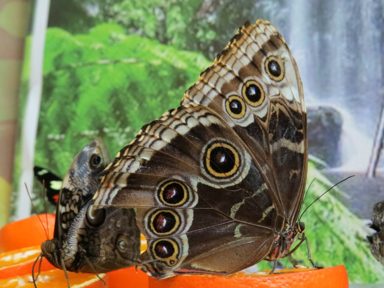 Выставка живых экзотических бабочек порхающие цветы Минск