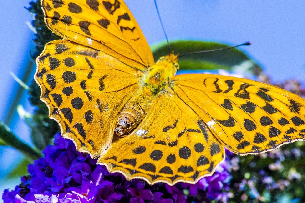 Экзотические желтые бабочки