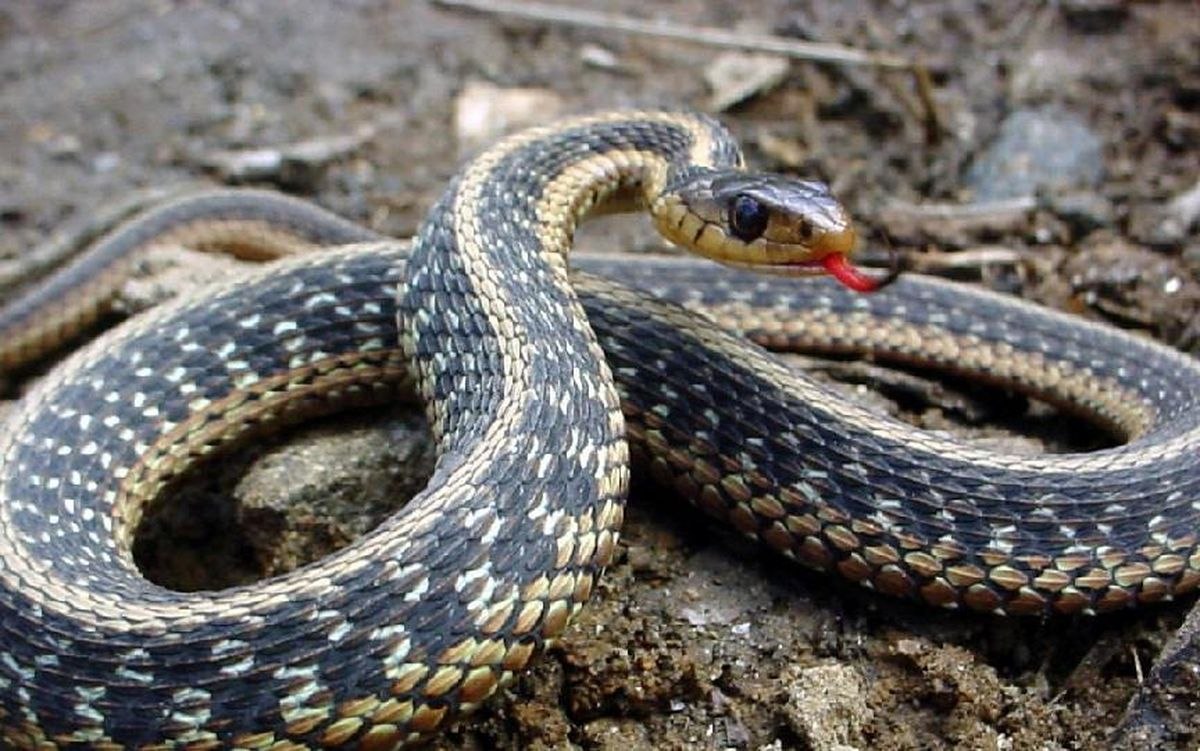 Мокасиновая змея