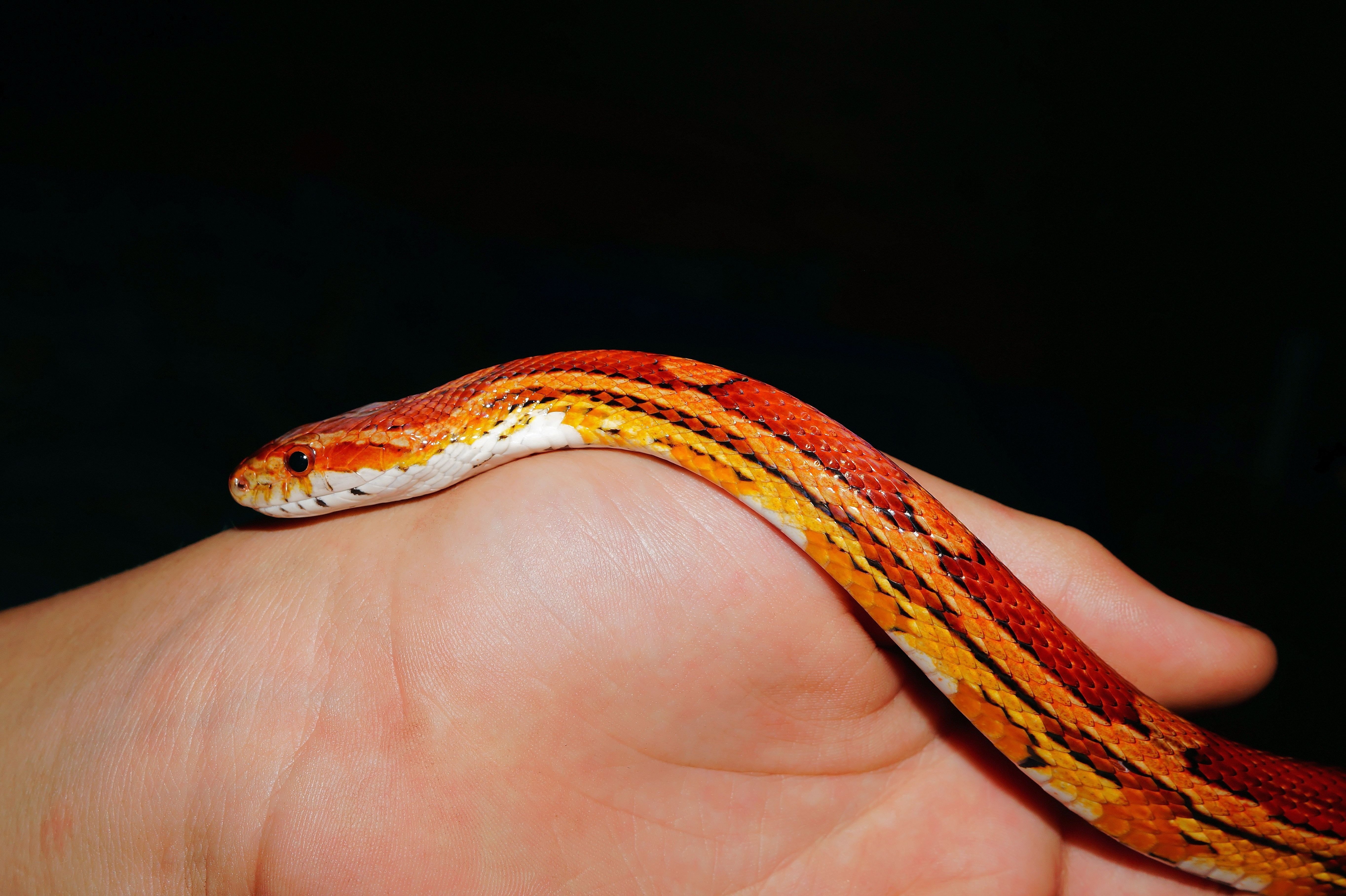Змея изо рта. КУКУРУЗОВЫЙ полоз. Неядовитая оранжевая змея. Кукурузная змея. Полоз оранжевый.