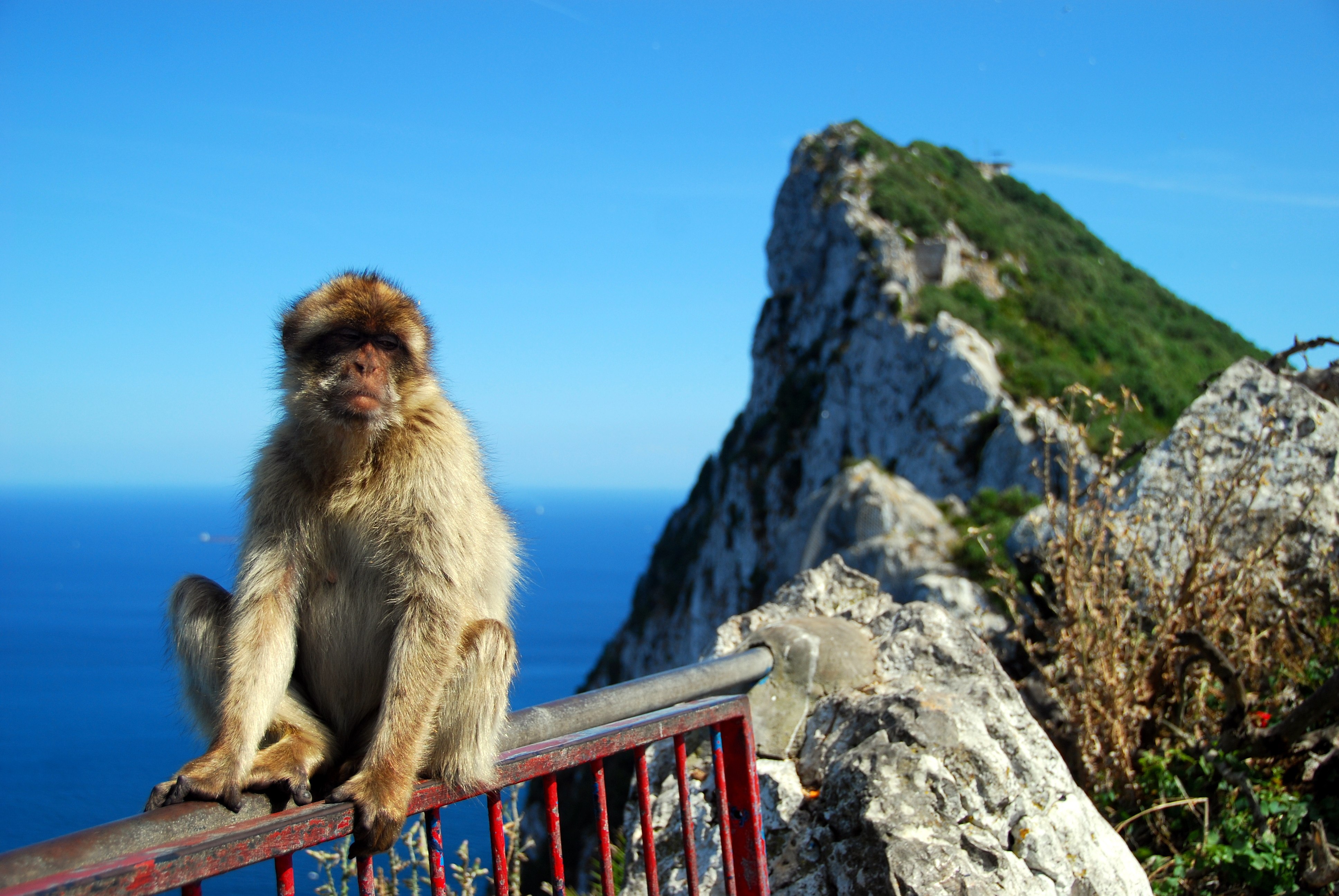 Скала обезьяна. Маготы Гибралтара. Гибралтарский магот. Гибралтар обезьяны. Гибралтарская макака.