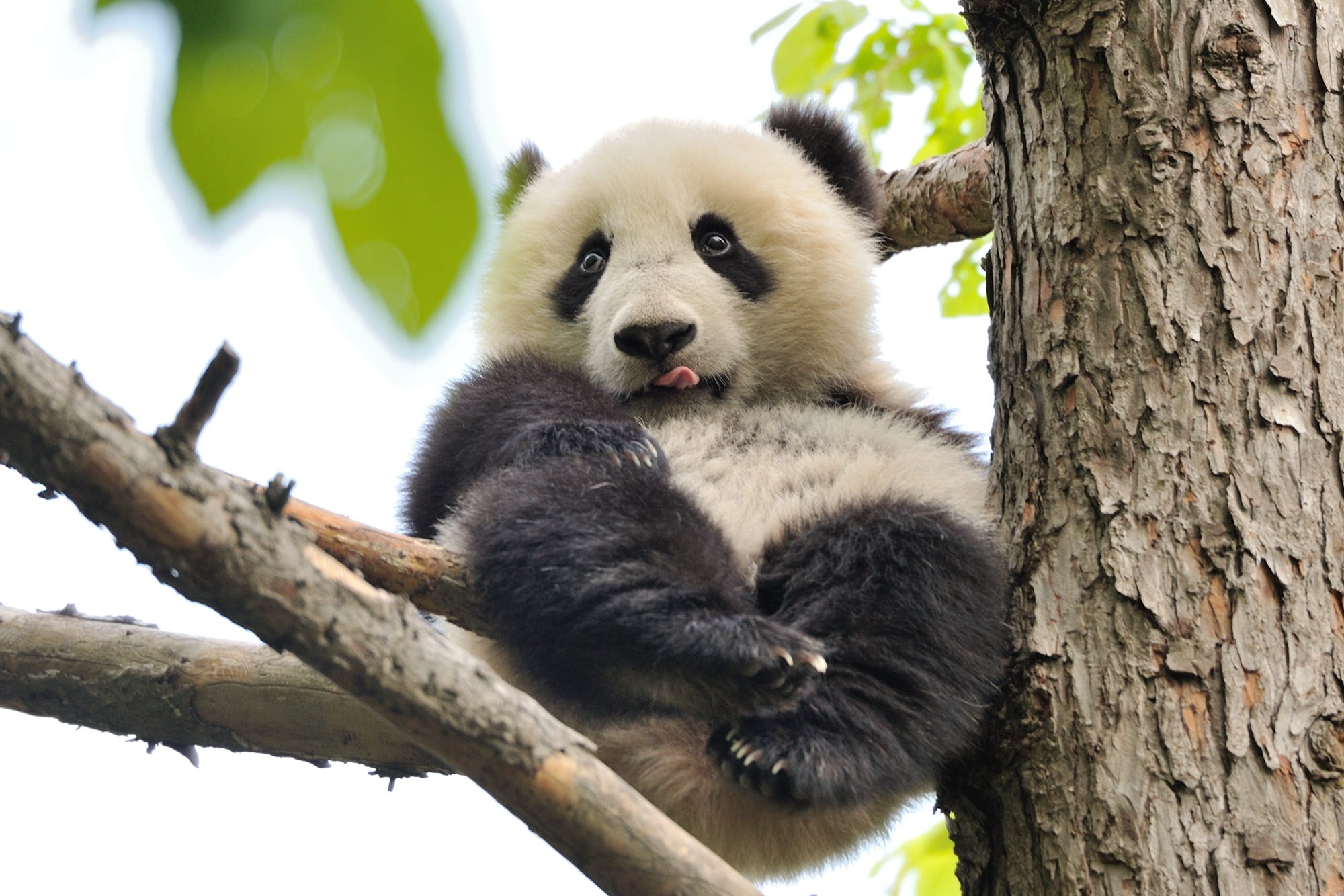 Панда. Панды на дереве. Смешная Панда. Бамбуковый медведь.