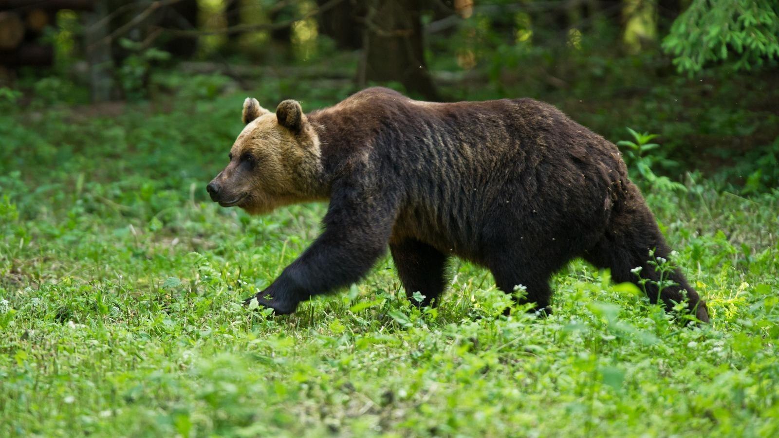 Бурый медведь порядок. Тянь-шаньский бурый медведь. Ареал обитания бурого медведя. Евразийский бурый медведь. Среда обитания бурого медведя.