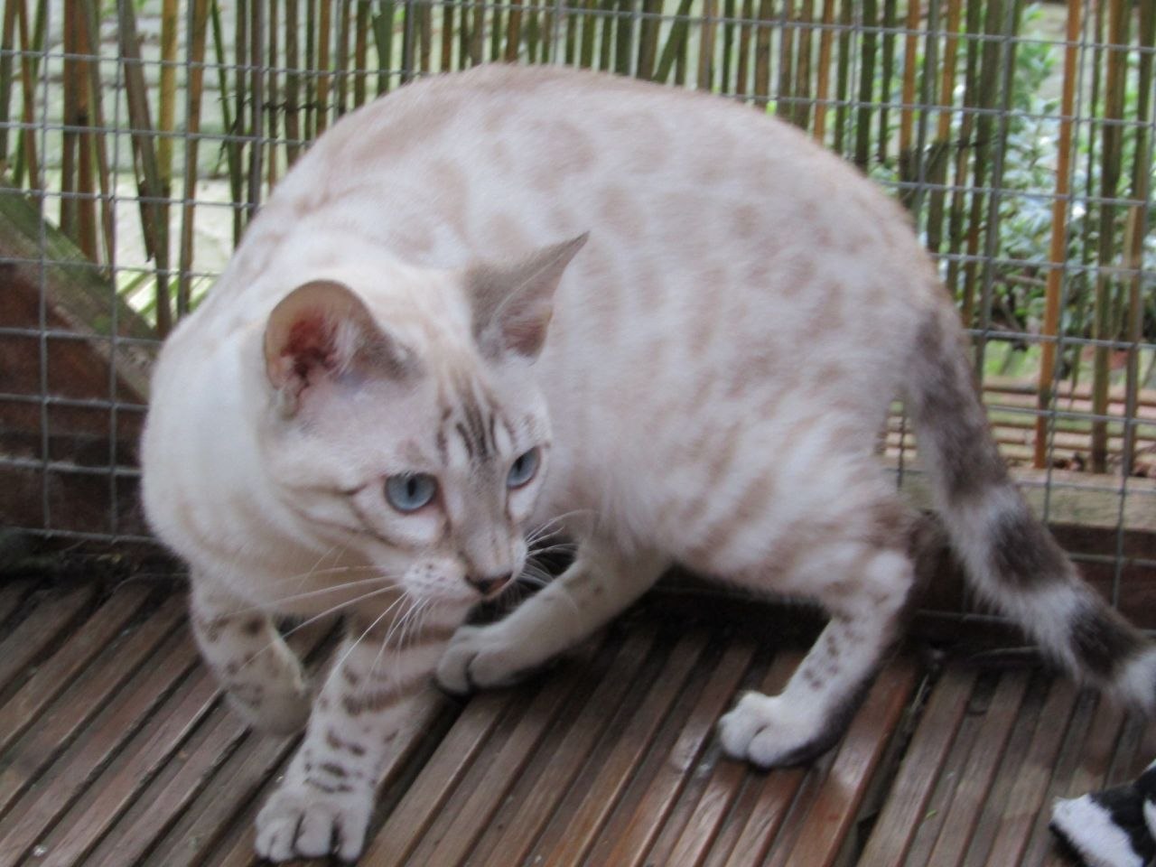 Бенгальский кот Сноу