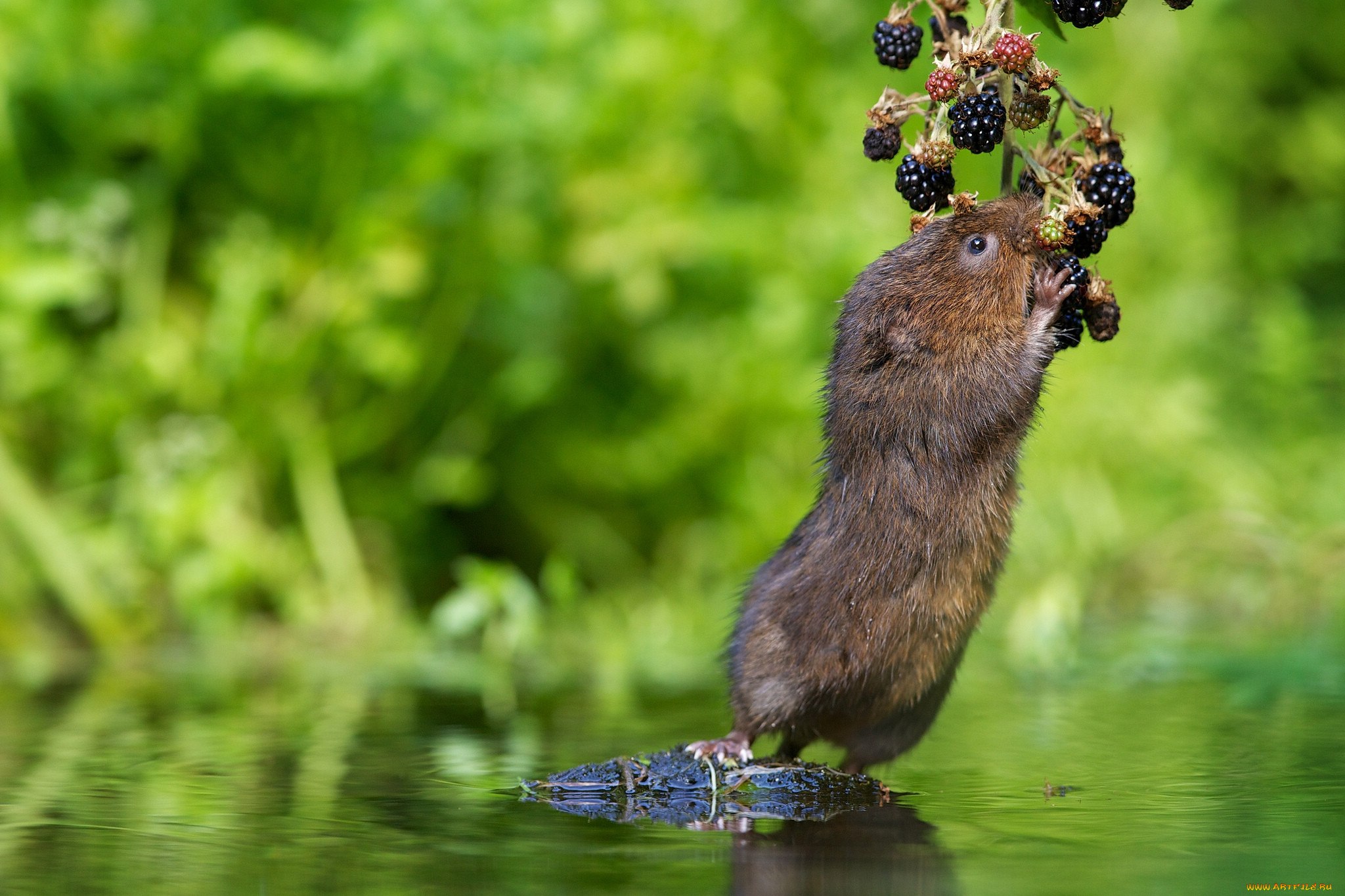 Фото водяной крысы. Водяная полёвка водяная крыса. Речная полевка. Мышь полевка водяная. Болотная полевка.