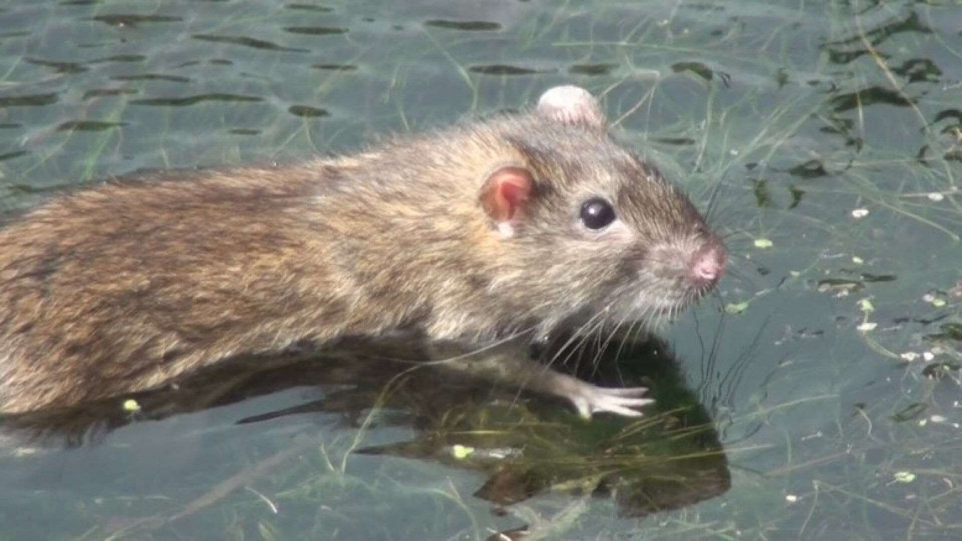 Мышь в воде