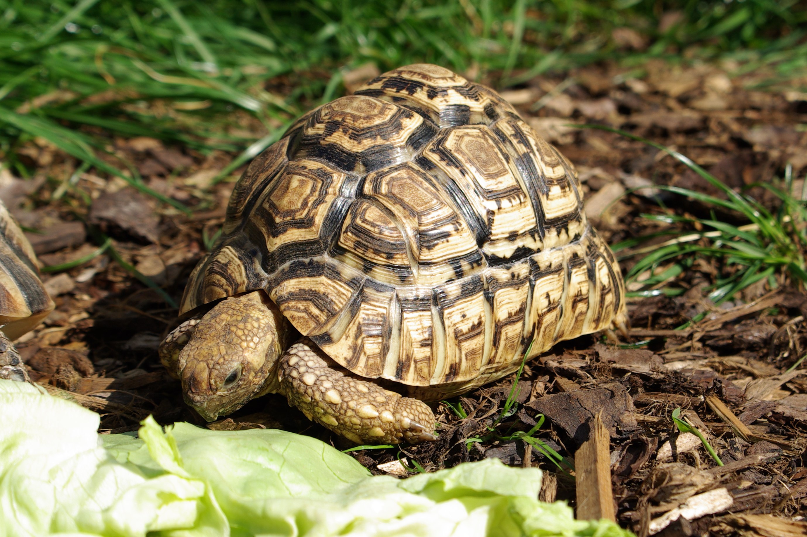 Черепаха 9 8. Geochelone pardalis. Желтоголовая индийская черепаха. Капская крапчатая черепаха. Пантеровая леопардовая черепаха.