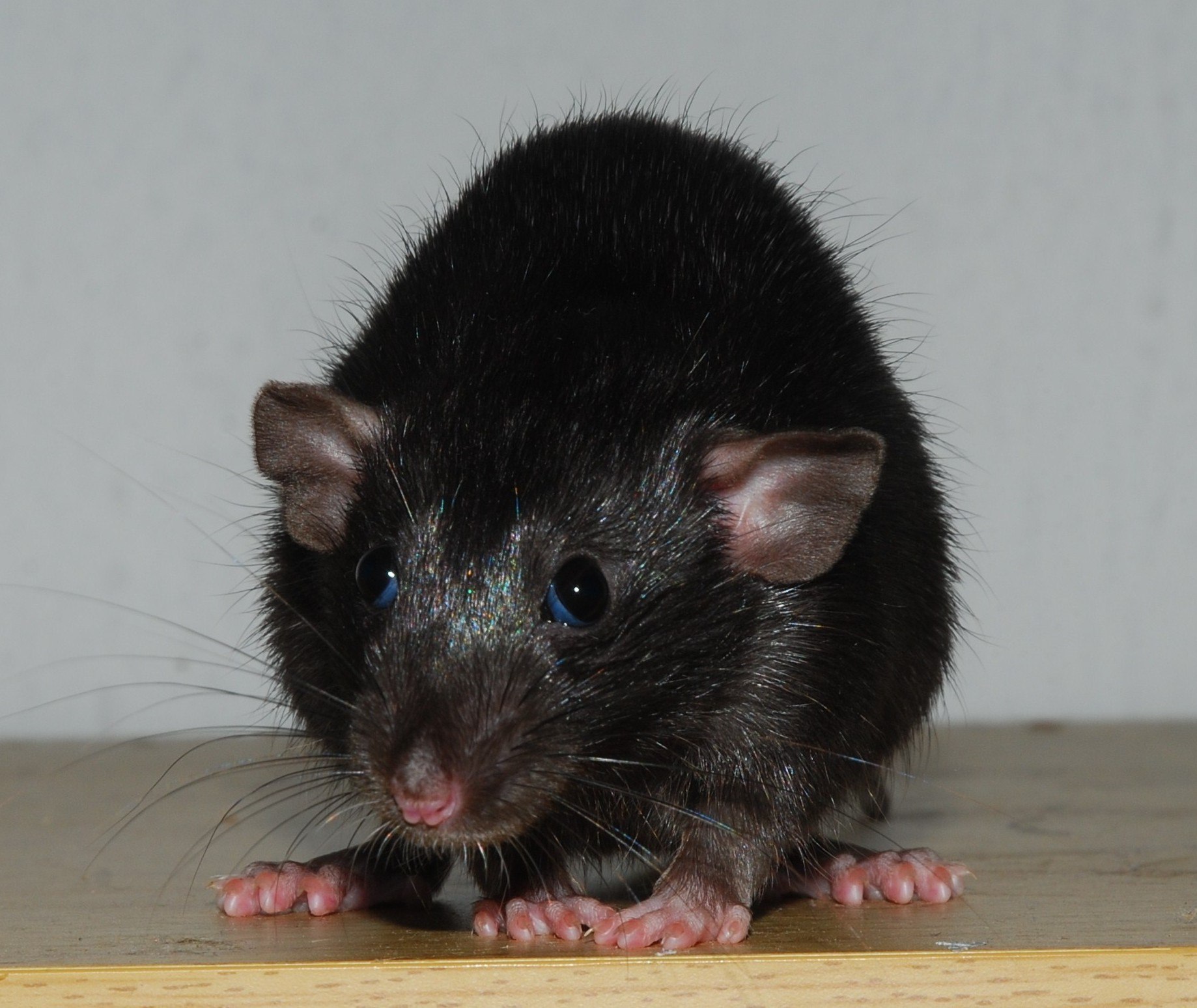 Черная крыса название. Крыса Дамбо черная. Rattus Rattus чёрная крыса. Крысята Дамбо черные. Крыса черная стандарт Дамбо.