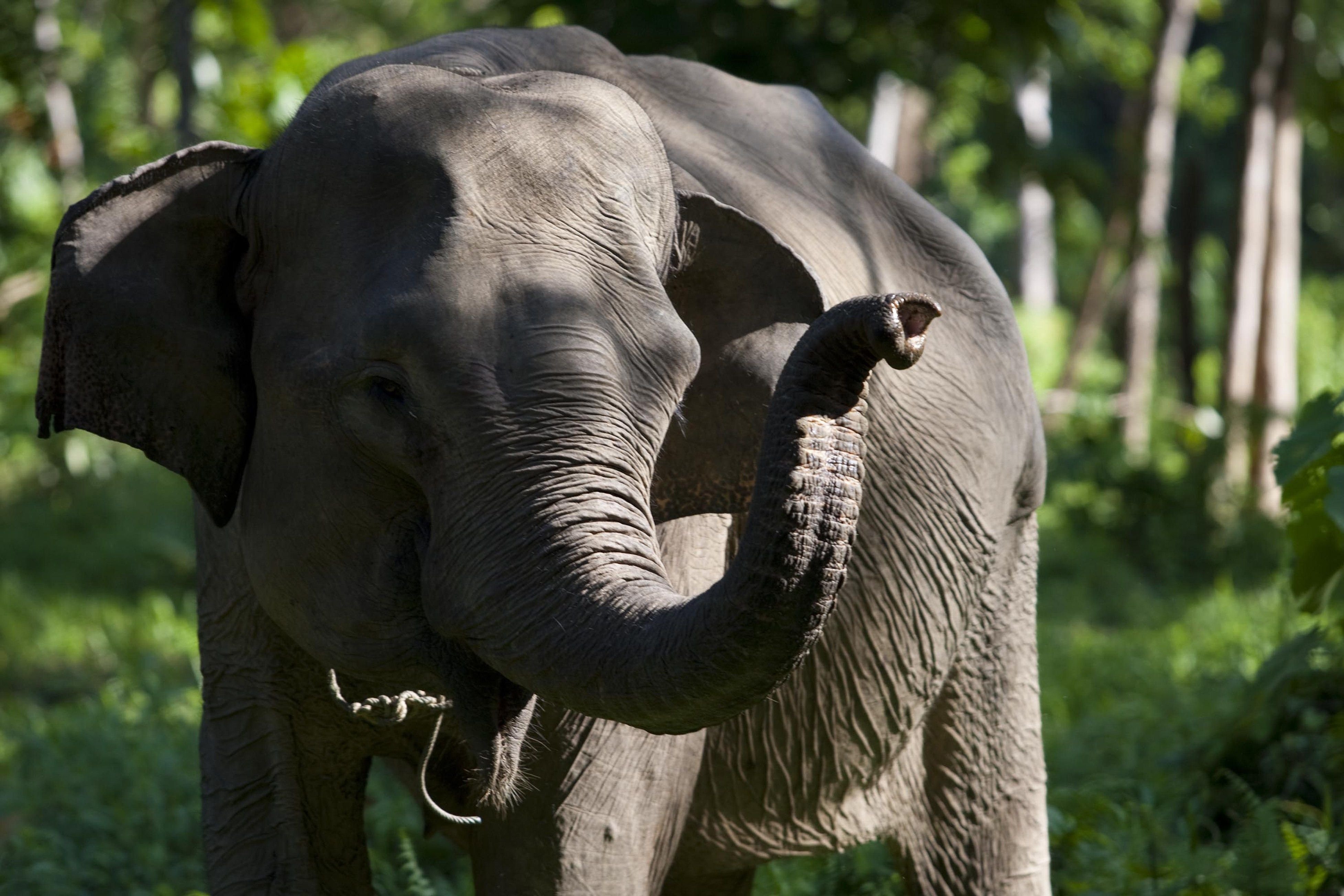 Слоновый язык. Хобот слона. Хобот индийского слона. Африканский слон. Нос слона.
