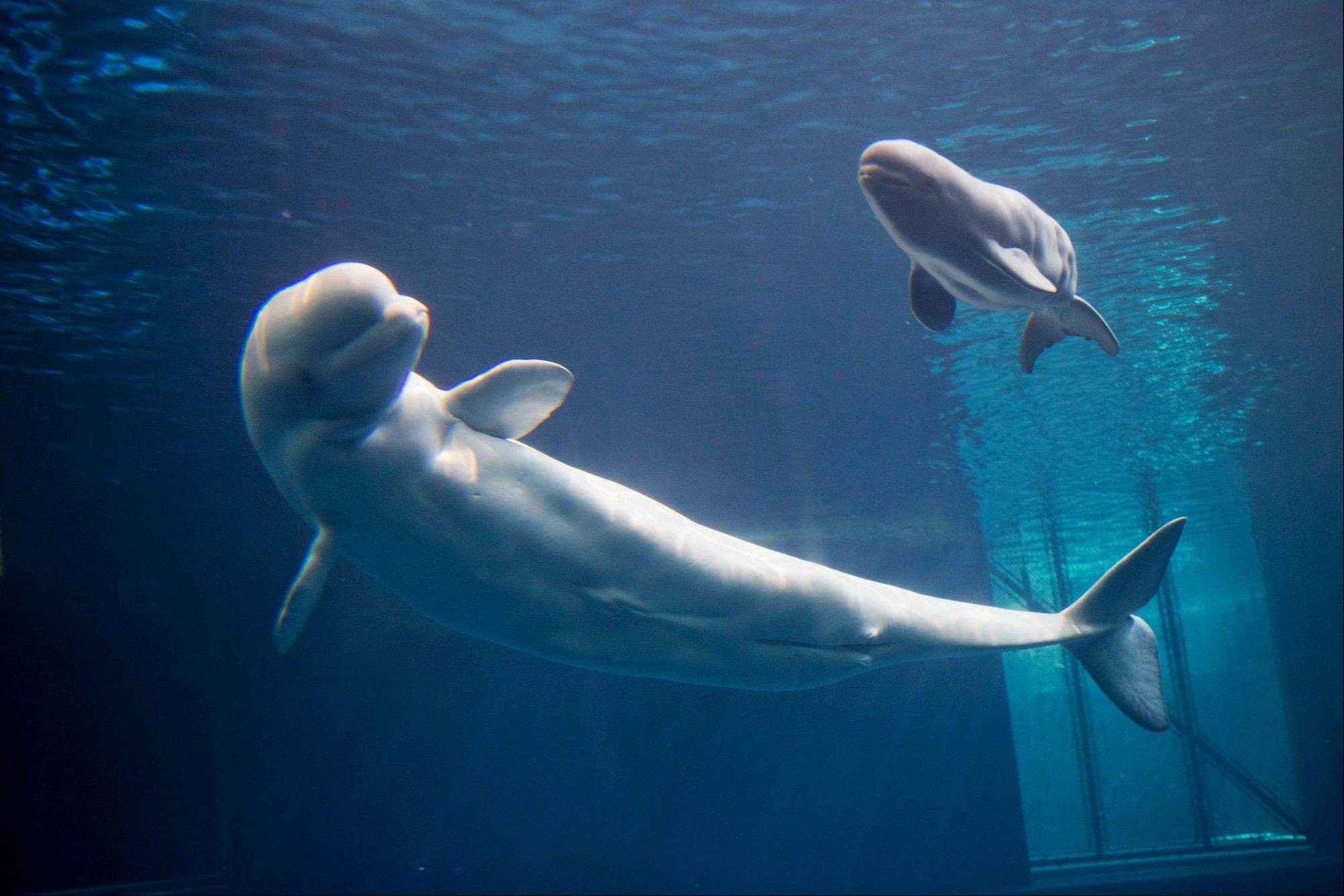 К какой группе обитателей океана относятся белухи. Белый кит Белуха. Белуха (Delphinapterus leucas). Полярный Дельфин Белуха. Белый Полярный кит Белуха.