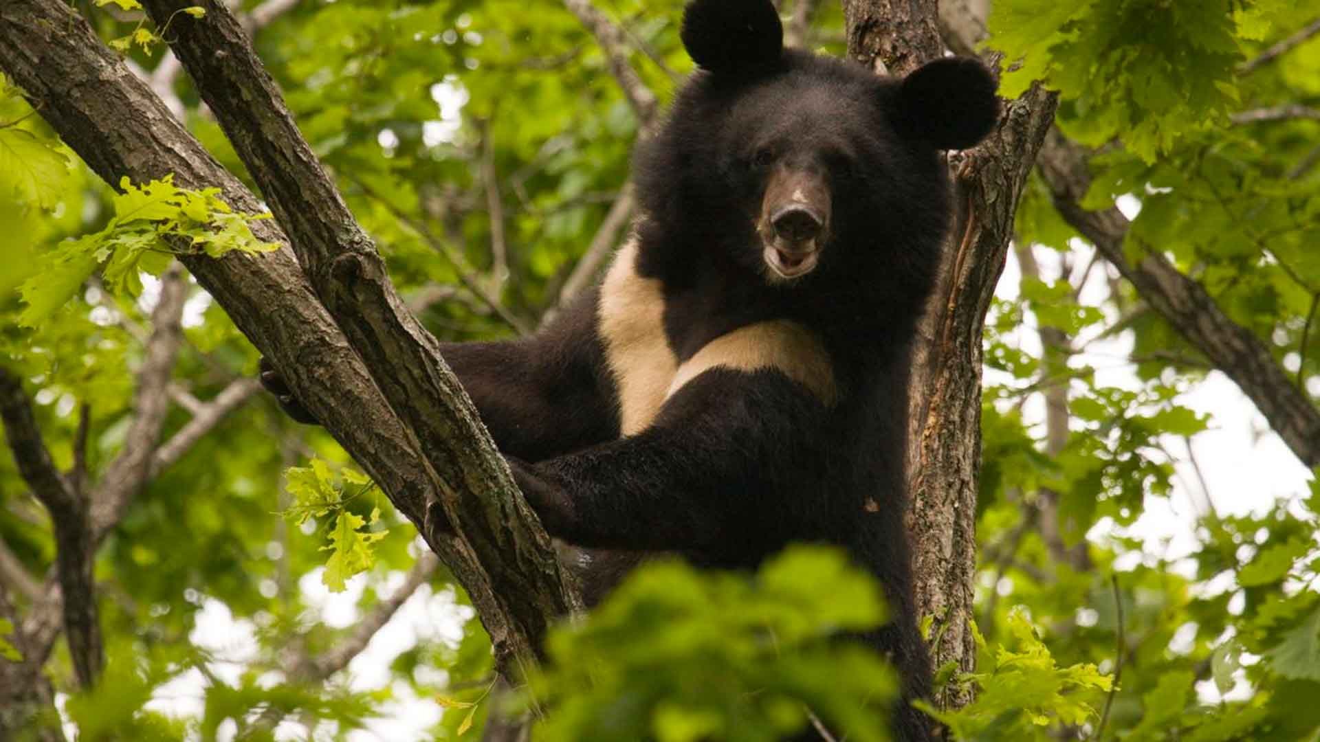 Гималайский медведь заповедник. Гималайский белогрудый медведь. Уссурийский заповедник Гималайский медведь. Сихотэ-Алинский заповедник Гималайский медведь. Белогрудый медведь Уссурийского заповедника.