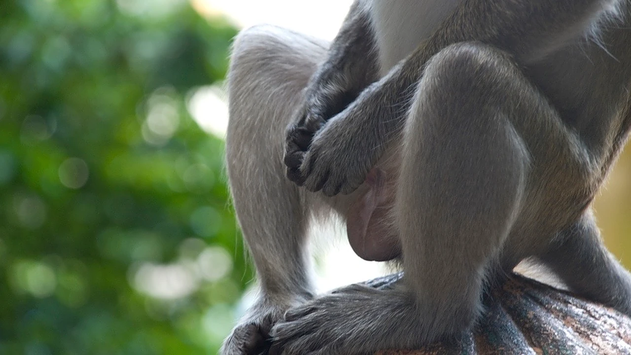 9 Animals That Masturbate (other Than Humans)