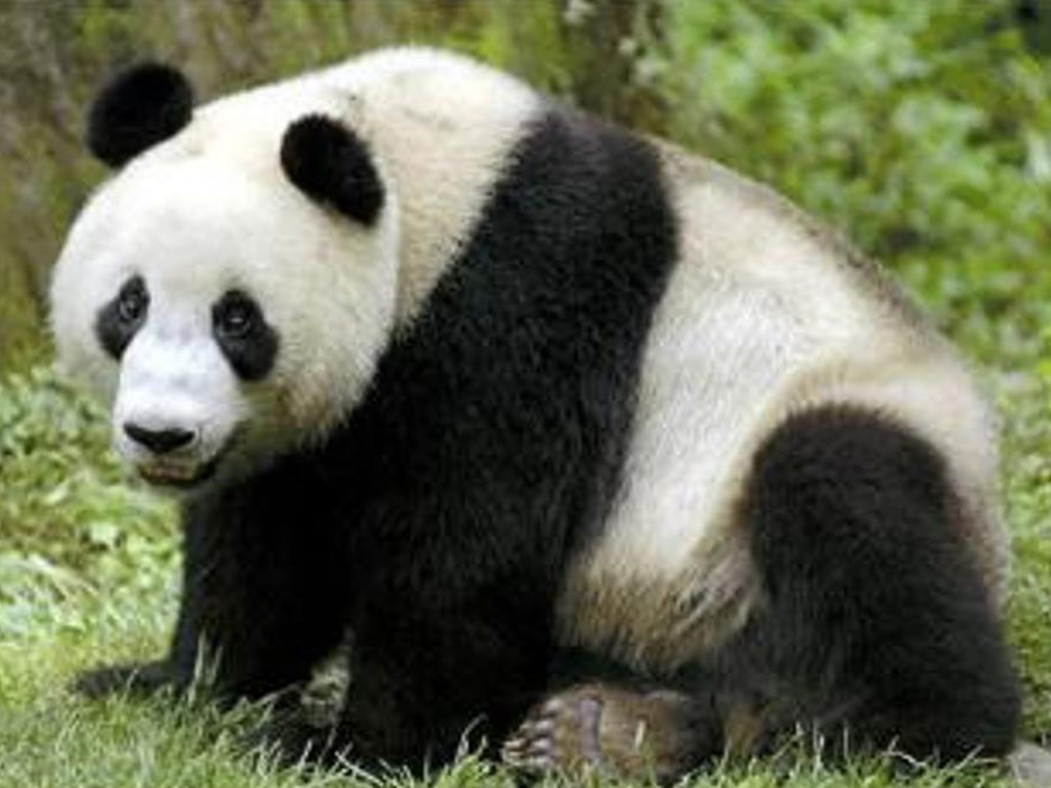 Панда на узбекском языке. Giant Pandas. Медвежонок Панда. Панд. Панда фото.