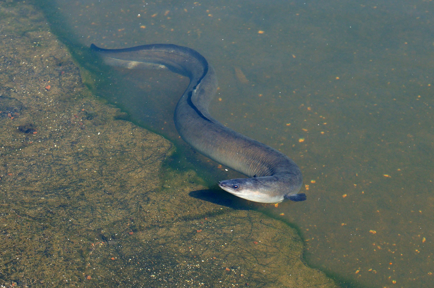 Рыба которая водится в озерах
