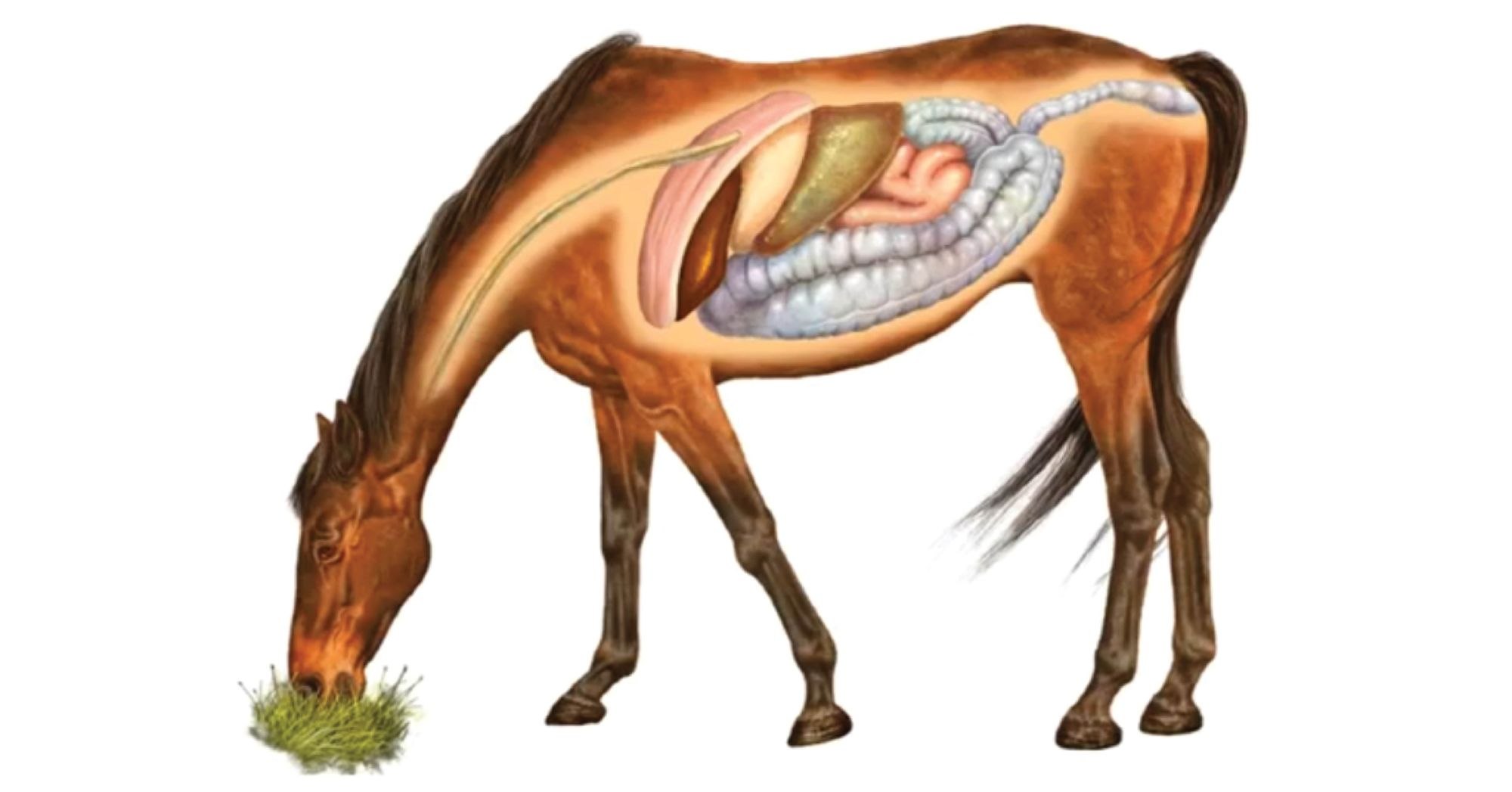 Где произошли лошади. Пищеварительная система лошади анатомия. Анатомия ЖКТ лошади. Топография пищеварительной системы лошади. Пищеварительный тракт лошади.