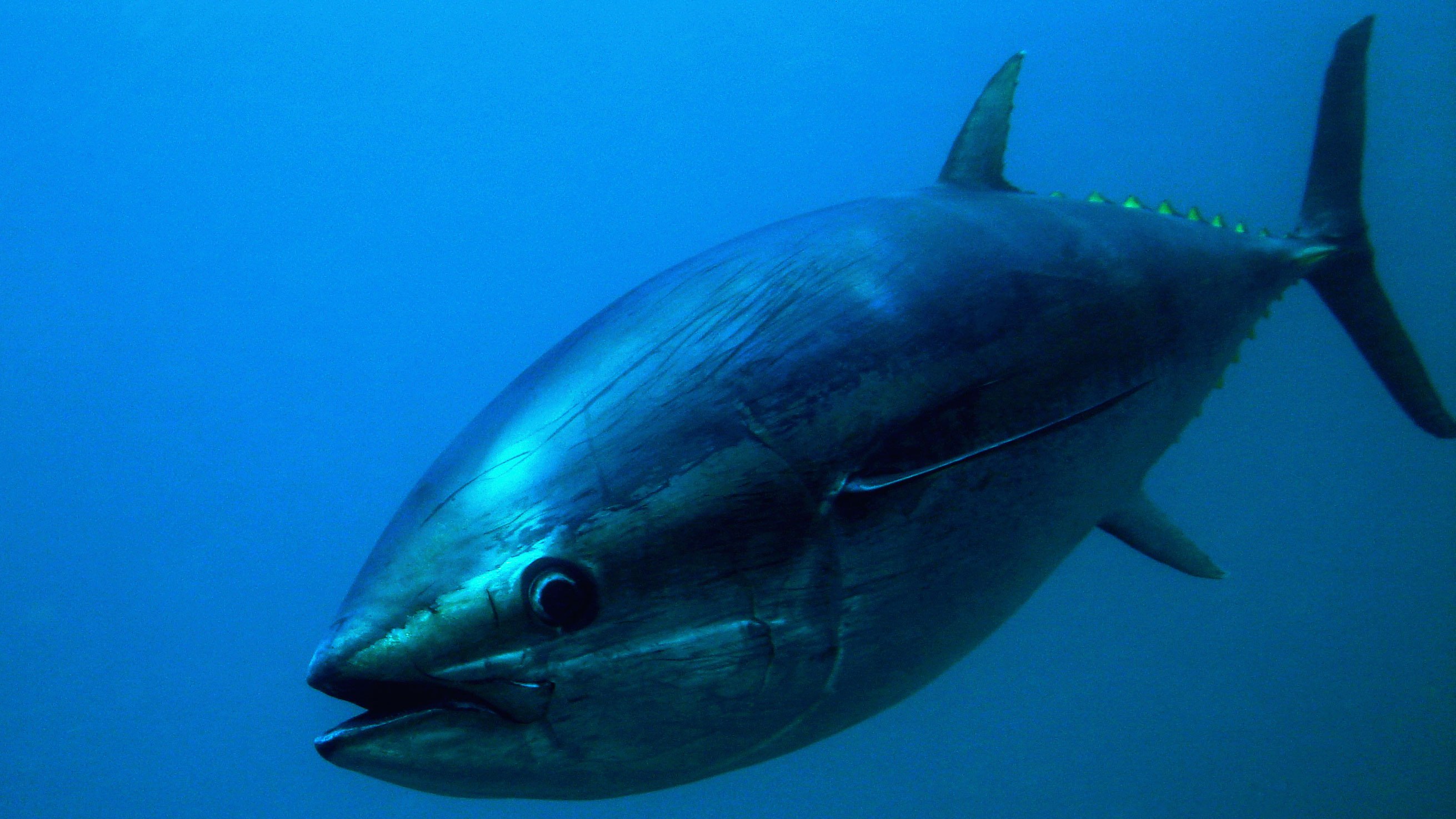 Тунец Bluefin. Синепёрый тунец. Atlantic Bluefin Tuna. Голубой тунец.