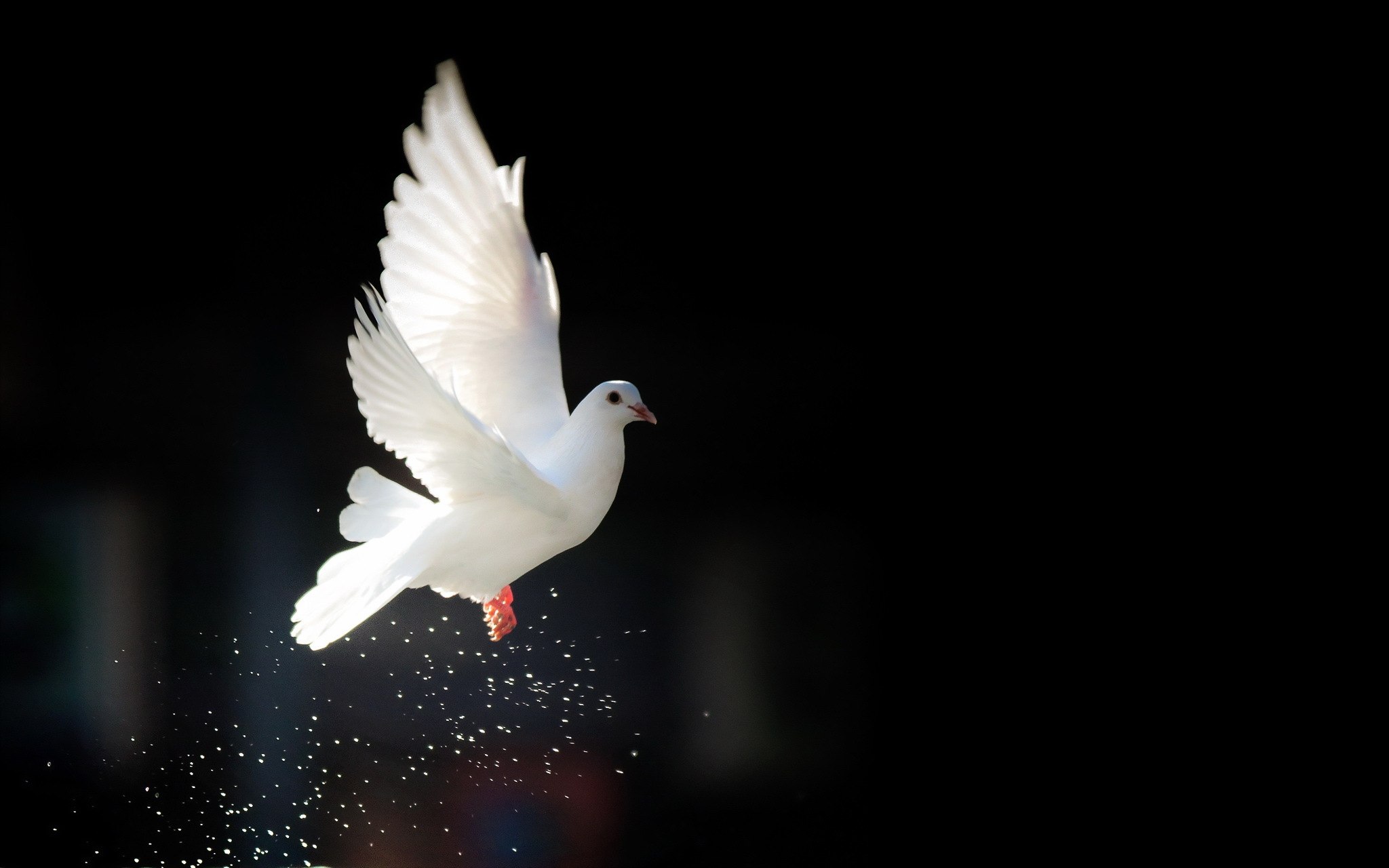 Белыми голубями летите к маме домой. Белый голубь. Белая птица. Голубь летит. Белый голубь в полете.