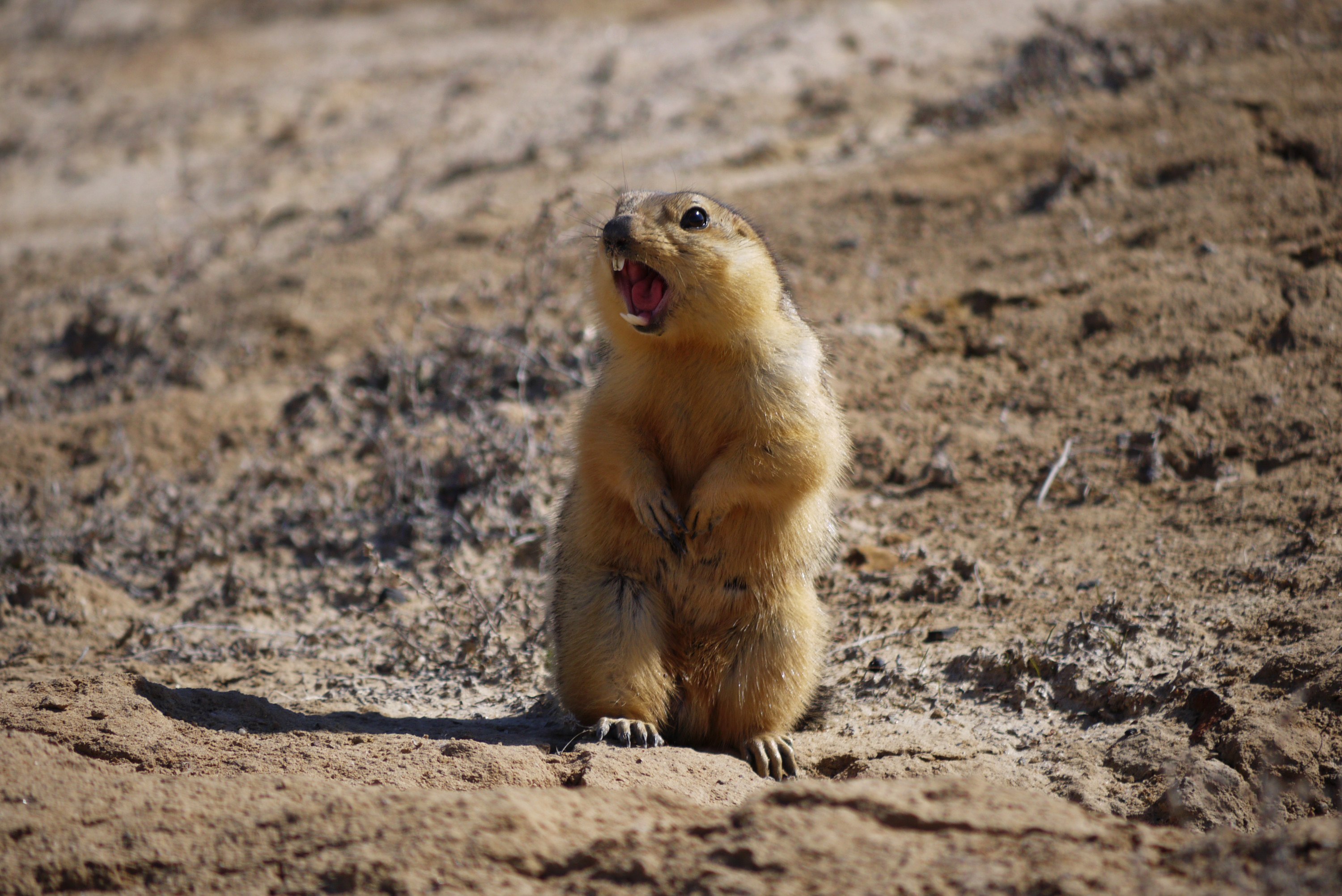 Суслики интересные суслики. Желтый суслик Spermophilus fulvus. Суслик желтый Саратовской области. Желтый суслик в пустыне. Суслик песчаник.