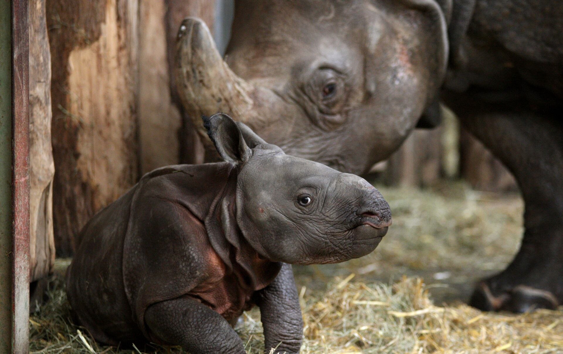 Сколько детенышей носорога родилось в 2001 году. Суматранский носорог. Суматранский носорог детеныш. Новорожденные носороги. Детеныш носорога.