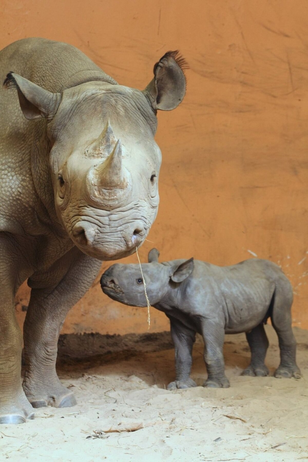Сколько носорогов родилось в 2002 году. Суматранский носорог. Берлинский зоопарк носорог. Новорожденные носороги. Носорог малыш.