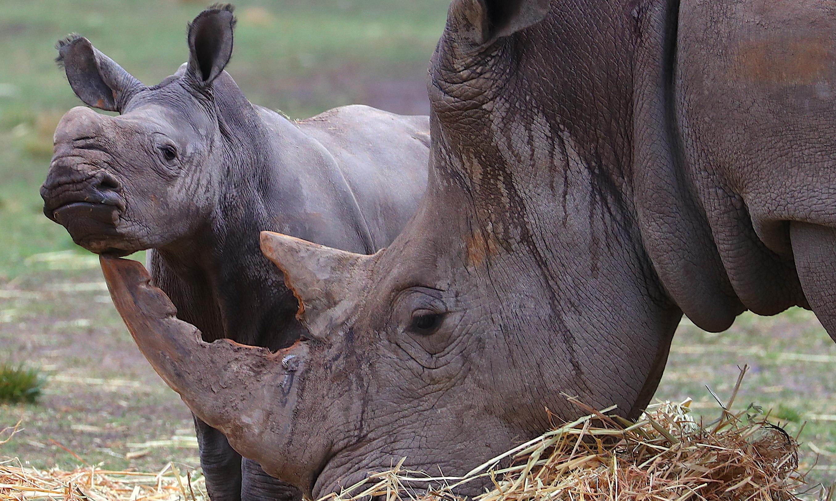Носорог это какое животное. Носорог. Нос носорога.