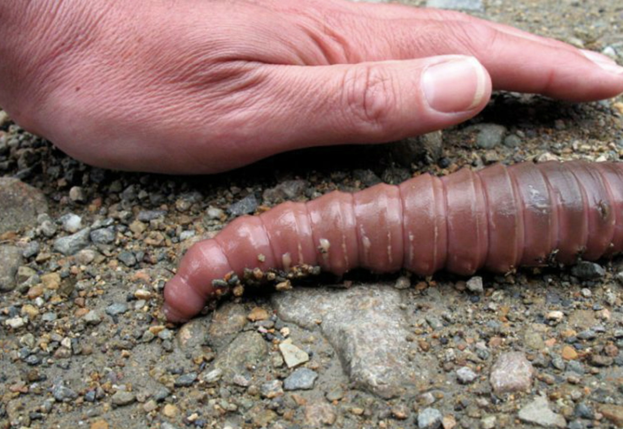 Австралийский гигантский Земляной червь. Megascolides Australis вид червей. Гигантский кольчатый червь австралийский.
