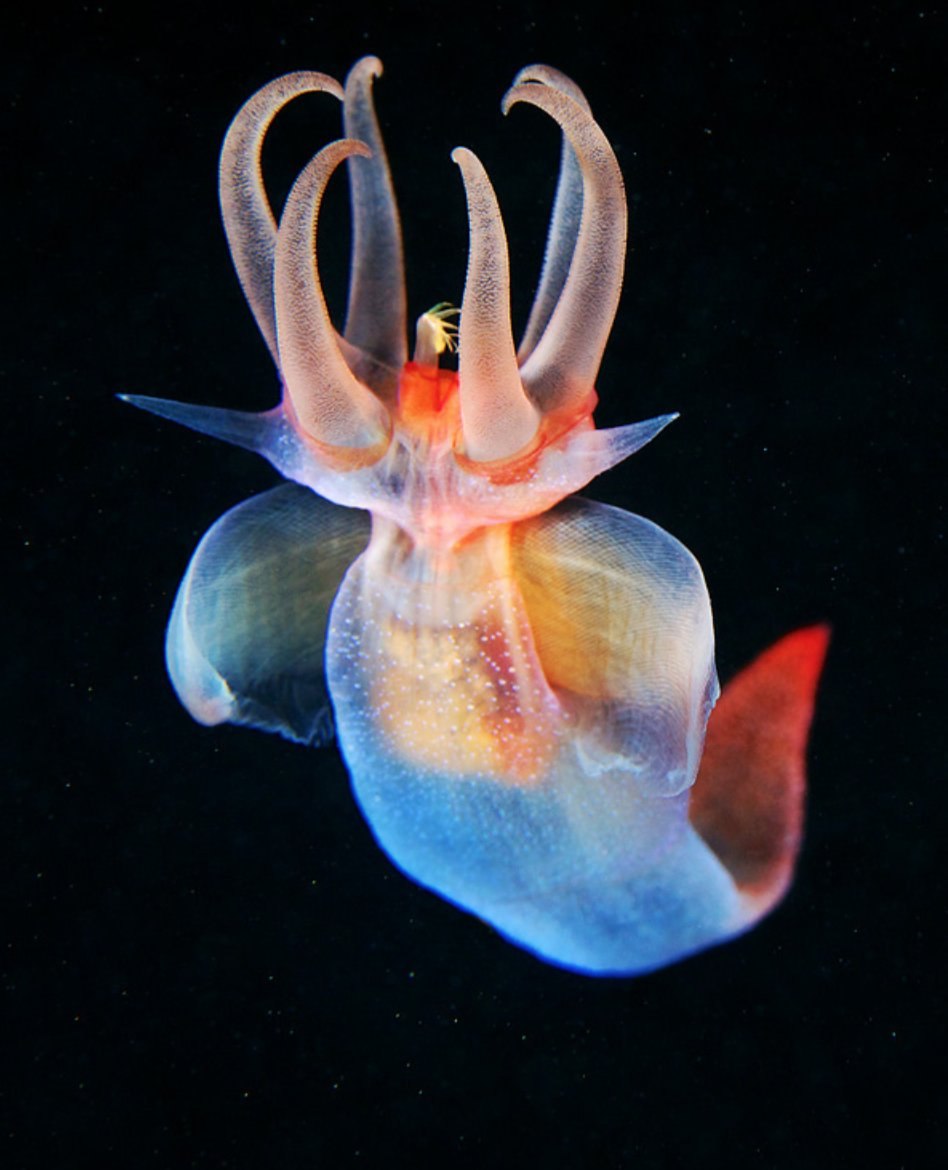 Необычные животные мирового океана. Северный клион морской ангел. Морской ангел (моллюск). Крылоногие моллюски лимацины. Патагонский морской ангел.
