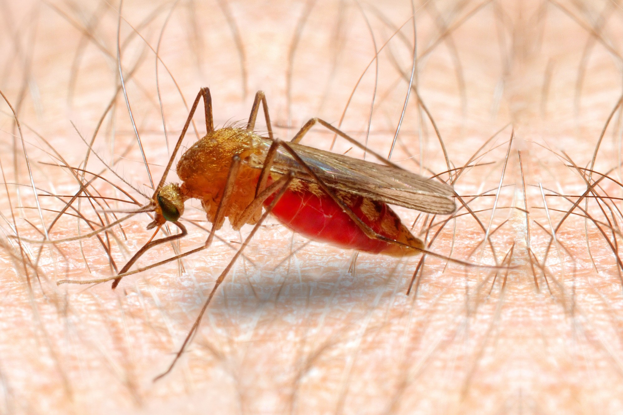 Комары переносчики заболеваний. Малярийный комар долгоножка. Малярийный комар долгоножка самец. Комаров Anopheles.