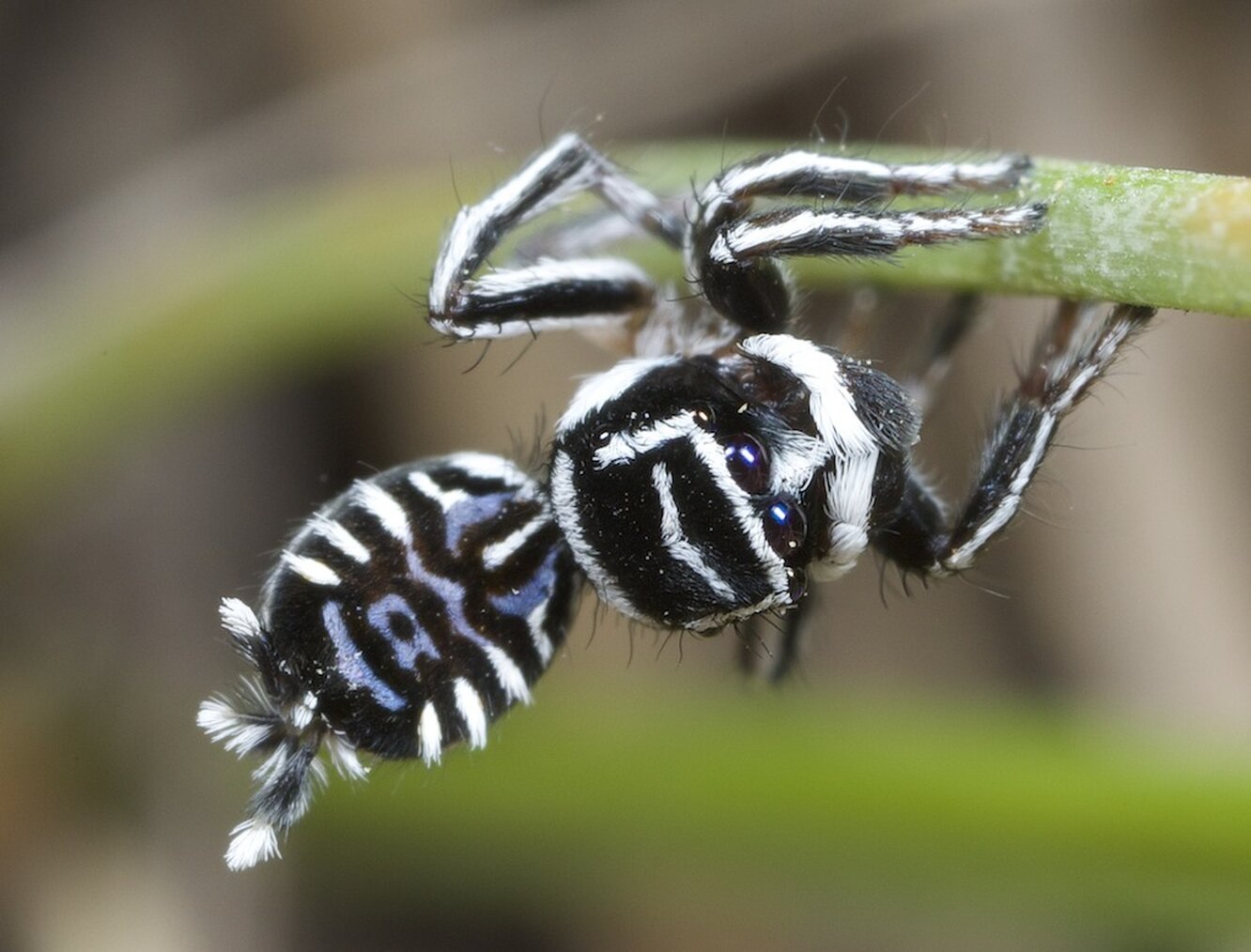Самые самые паукообразные. Паук-Павлин (Maratus volans). Красноспинный паук скакун. Maratus sceletus. Sinopoda Scurion паук.