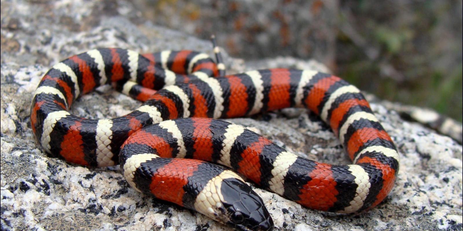 фото красных змей