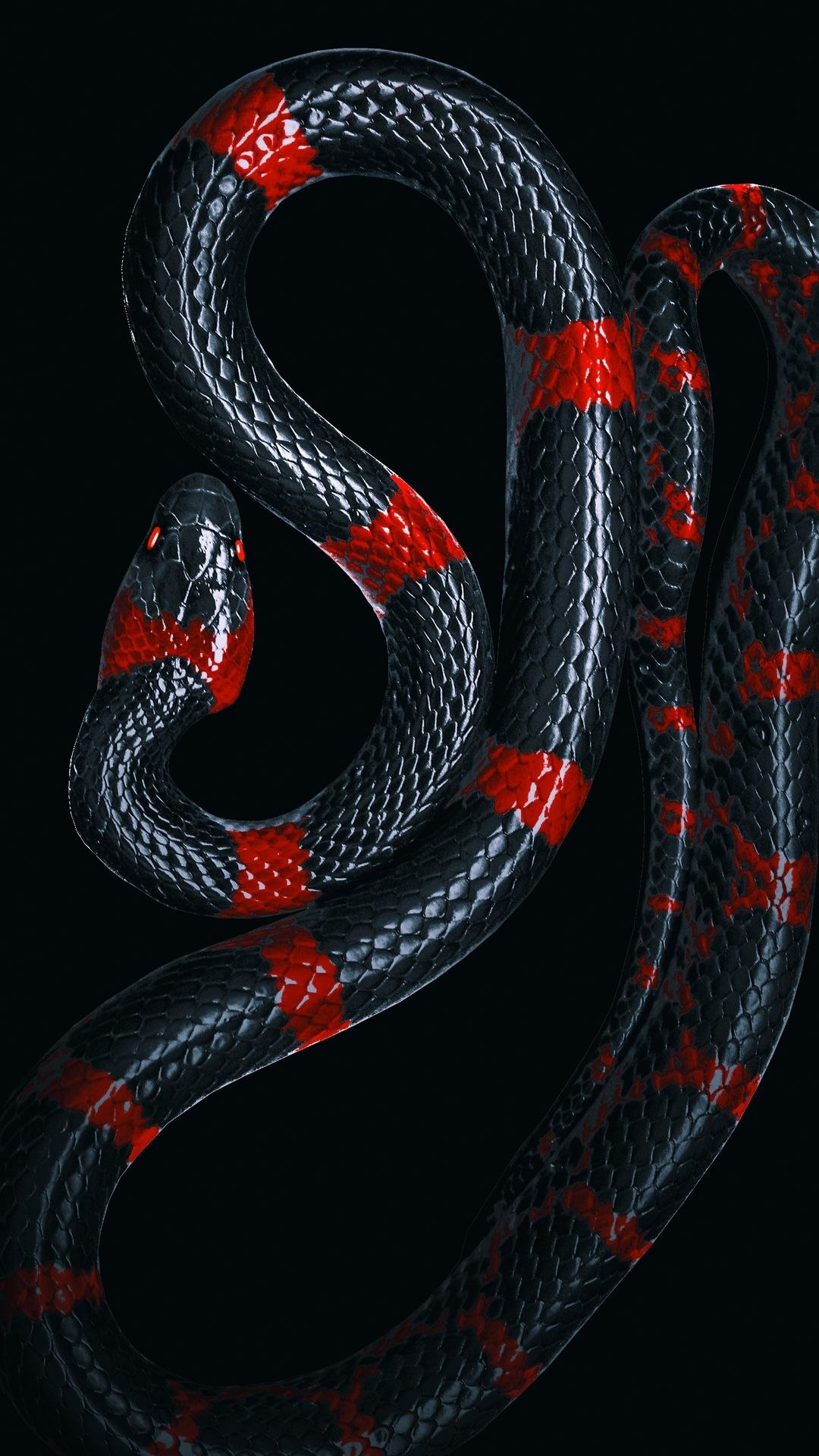 Змея на заставку телефона. Блейк Снейк чёрная змея. Краснобрюхий Аспид. Черный Аспид змея. Краснобрюхий чёрный Аспид.