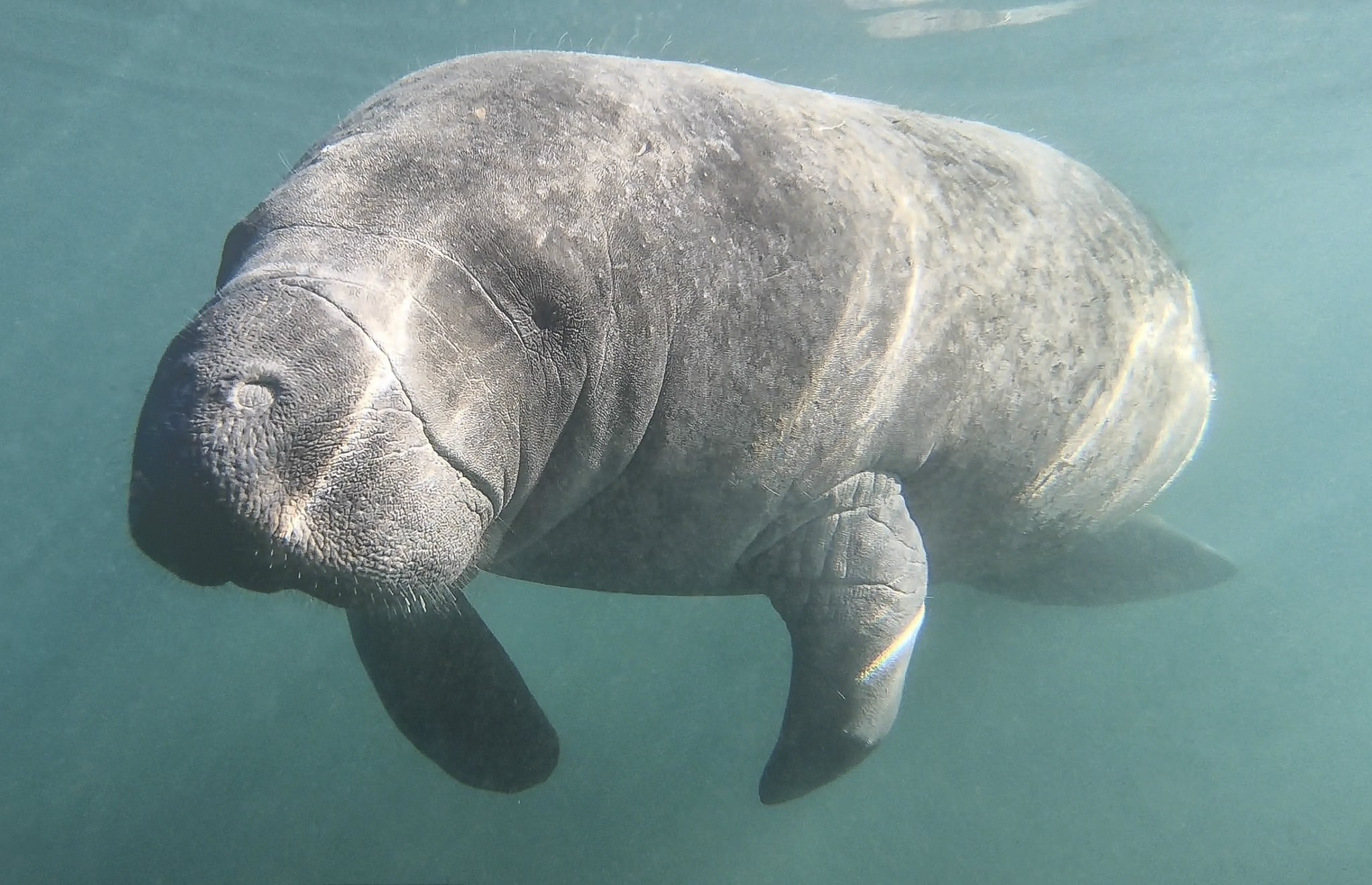 Морская корова. Стеллерова морская корова. Американский Ламантин Trichechus manatus. Карибские Ламантины. Амазонский Ламантин (Trichechus inunguis).