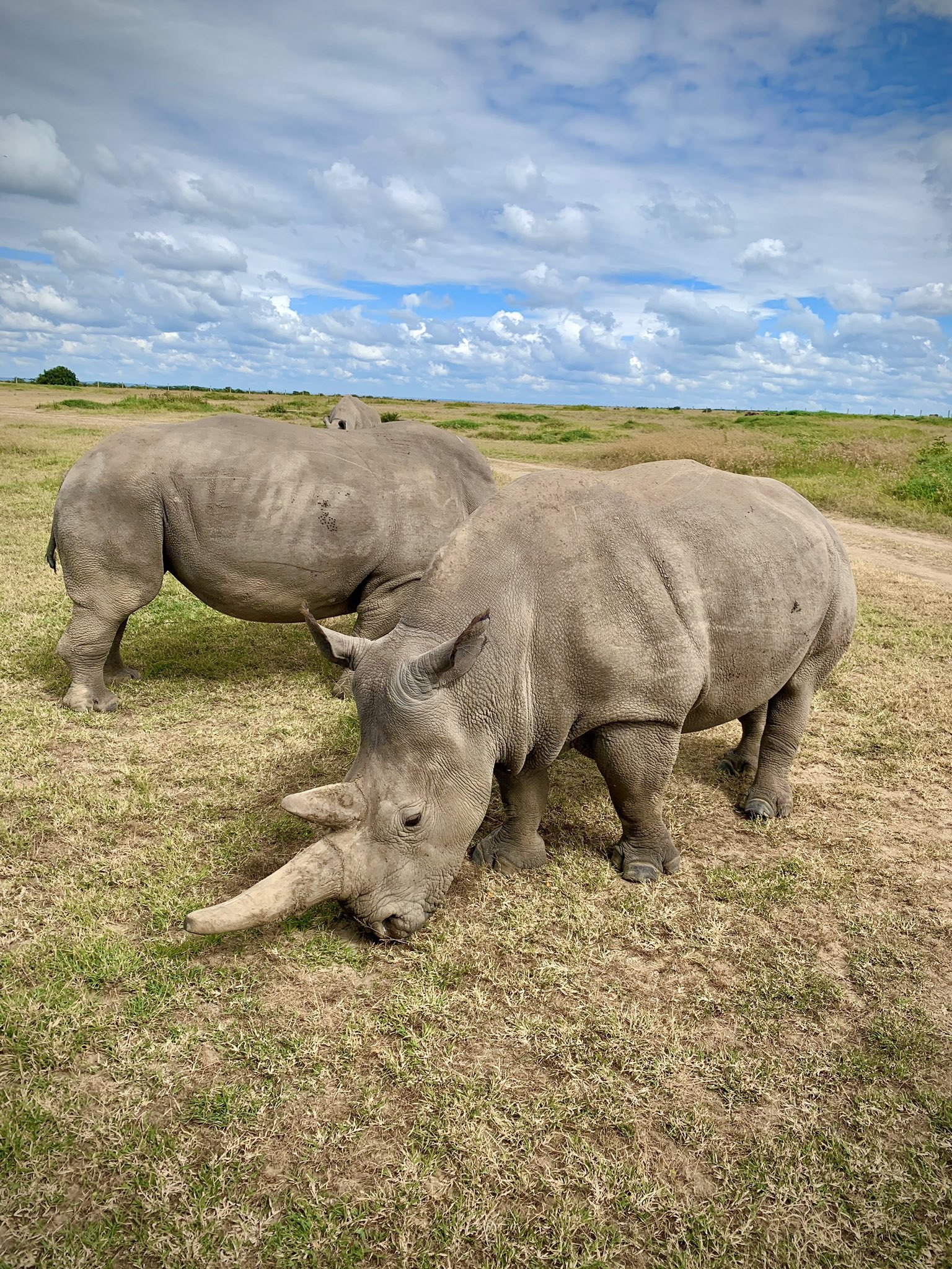 Северные носороги сколько осталось. Северный белый носорог вымер. Белый носорог вымер. Северный белый носорог 2021. Белый носорог вымер 2021.