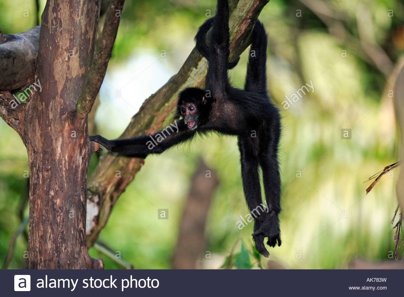 Где обитают шимпанзе. Паукообразная обезьяна. Коата обезьяна. Паукообразные обезьяны (Atelidae).. Коата Жоффруа.
