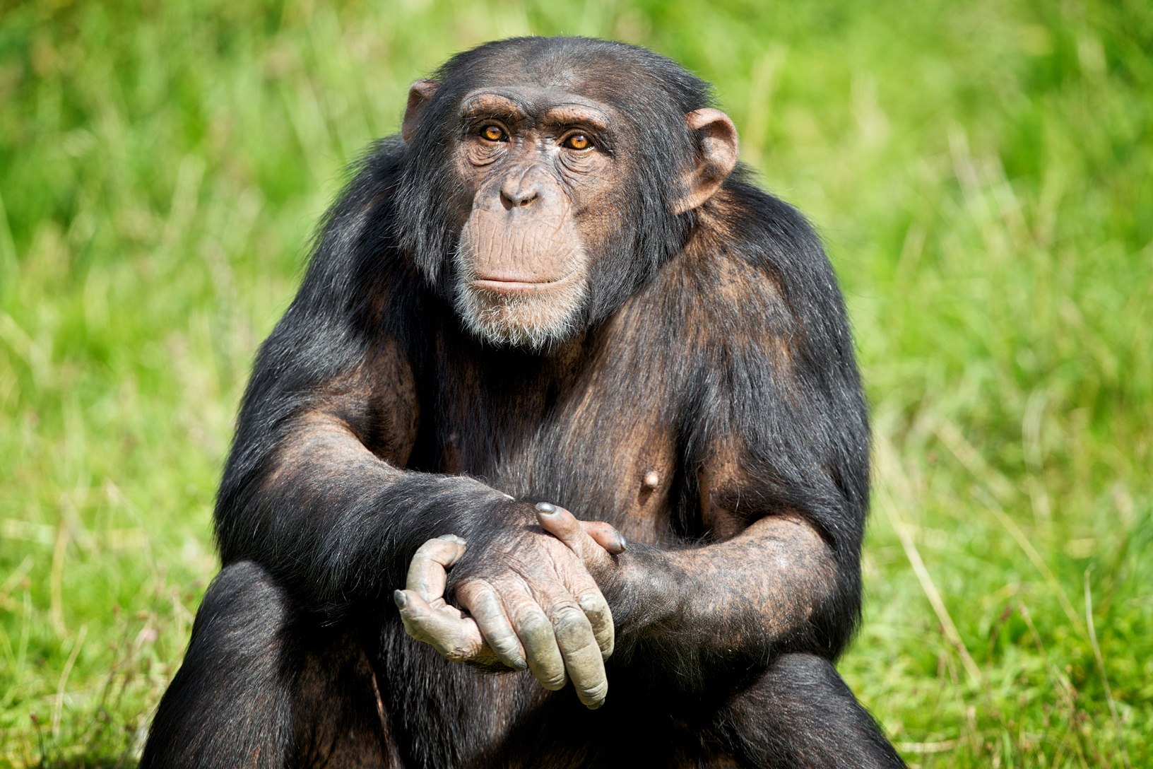 Большой мудрый зверь. Обезьяна. Приматы. Изображение обезьяны. Картинки шимпанзе.