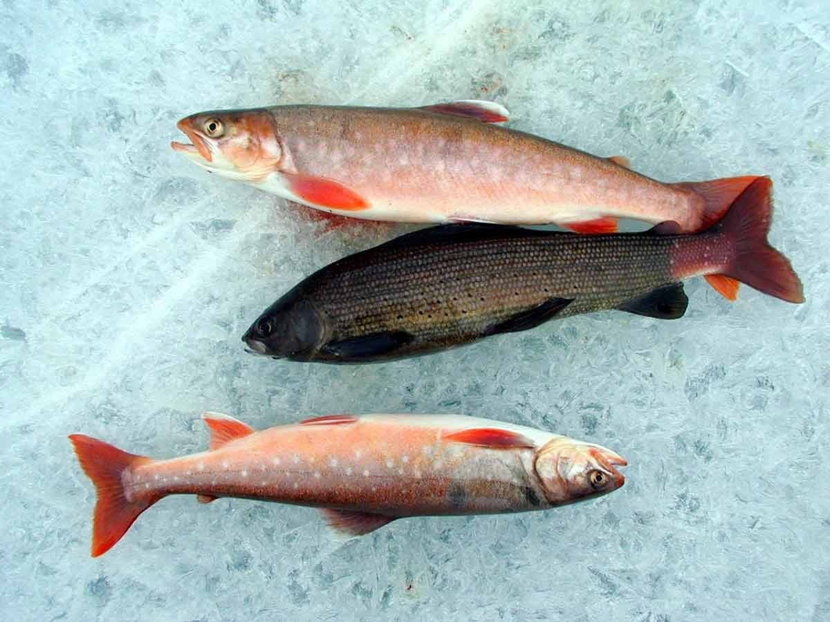 фото рыбы с красными плавниками