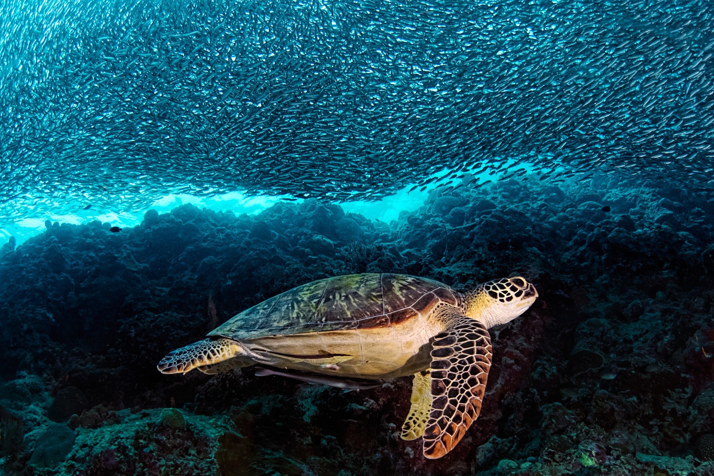 Морские черепахи жизнь. Атлантическая Ридлея черепаха. Черепаха бисса (Каретта). Морская черепаха бисса настоящая Каретта. Зеленая черепаха бисса атлантическая.
