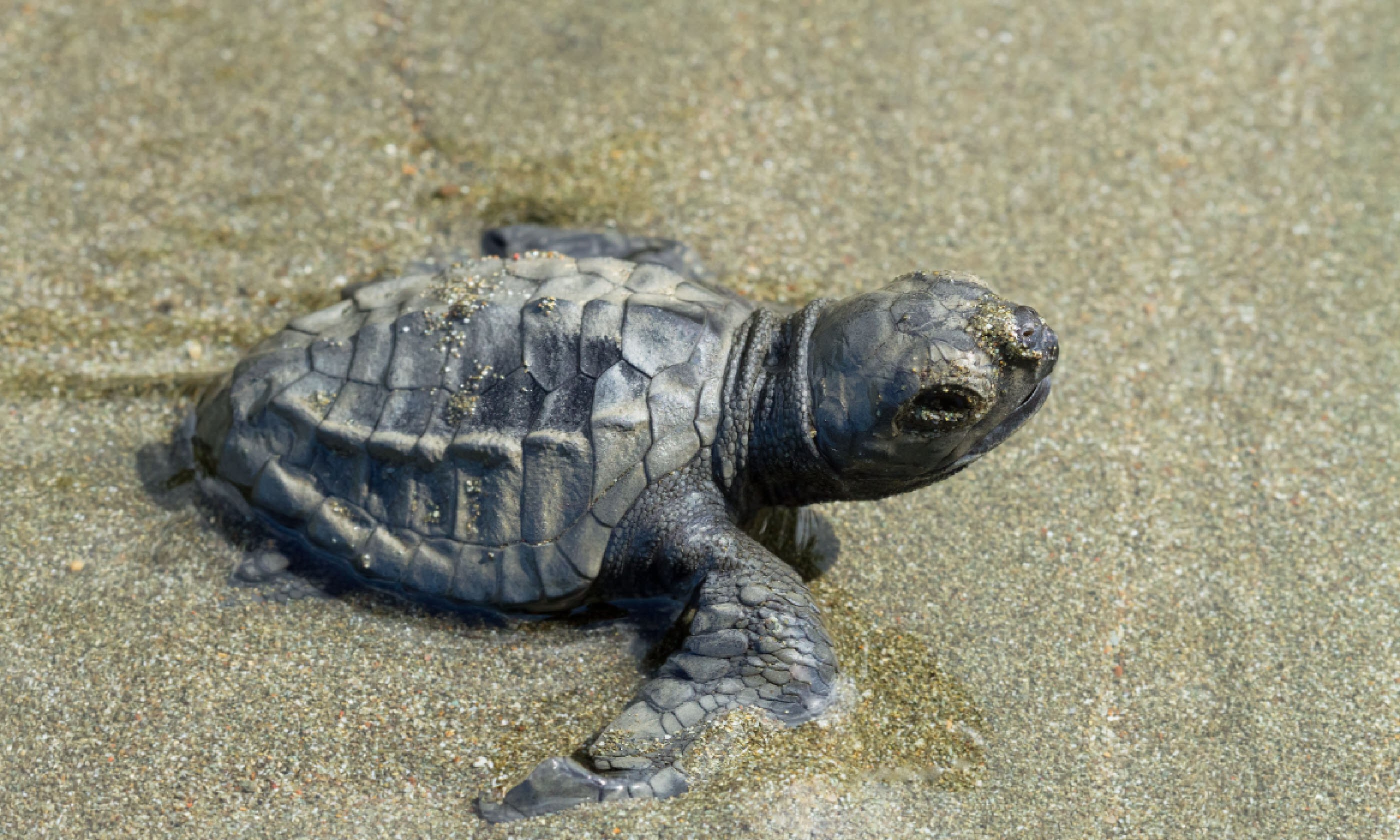 К морским черепахам относится. Оливковая черепаха Ридли. Olive Ridley Turtle Baby. Морская черепаха Ридли Кемпа. Оливковая морская черепаха.