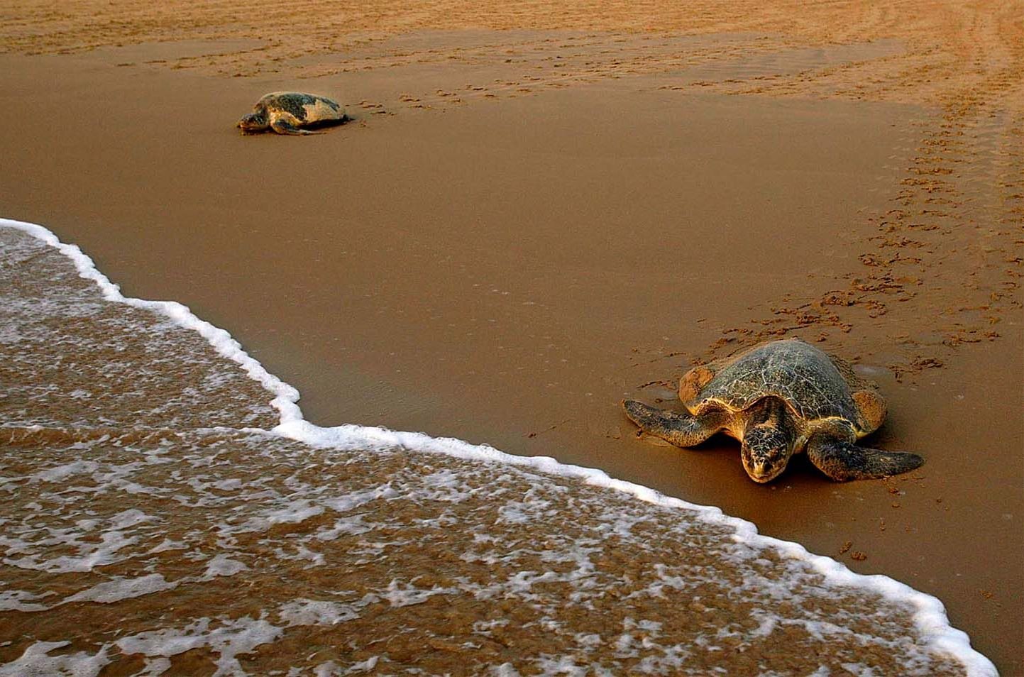 Ползут 3 черепахи. Морские Черепашата ползут к морю. Черепашки бегут к воде. Черепаха ползет к воде. Оливковая черепаха.