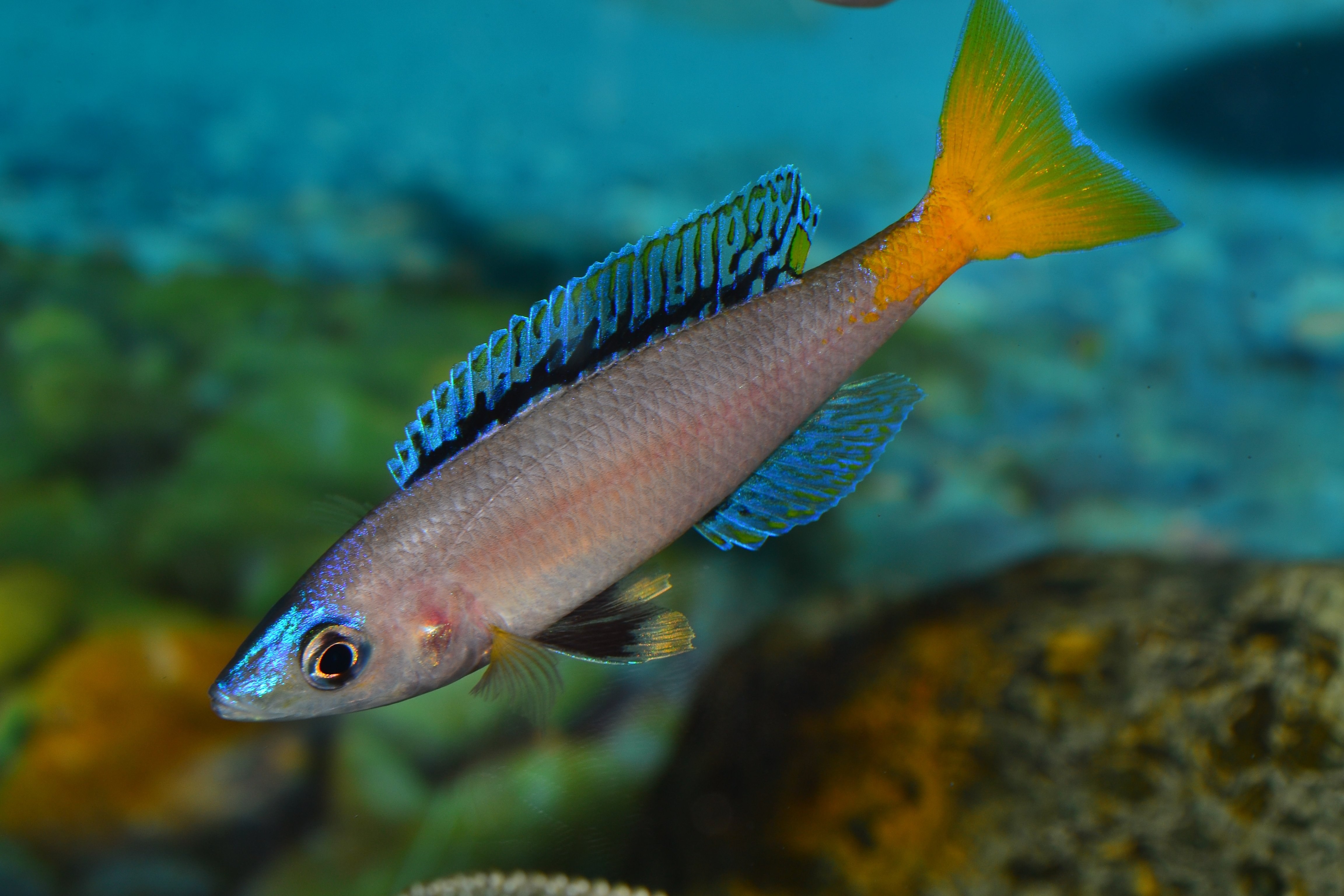 Рыбы озера танганьика. Циприхромис лептозома. Циприхромис лептозома "Мпулунгу". Циприхромис лептозома утинта флуоресцент. Танганьика рыбки.