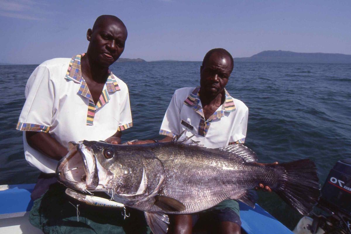В африке живут рыбы. Речные монстры Нильский окунь. Нильский окунь Африка.