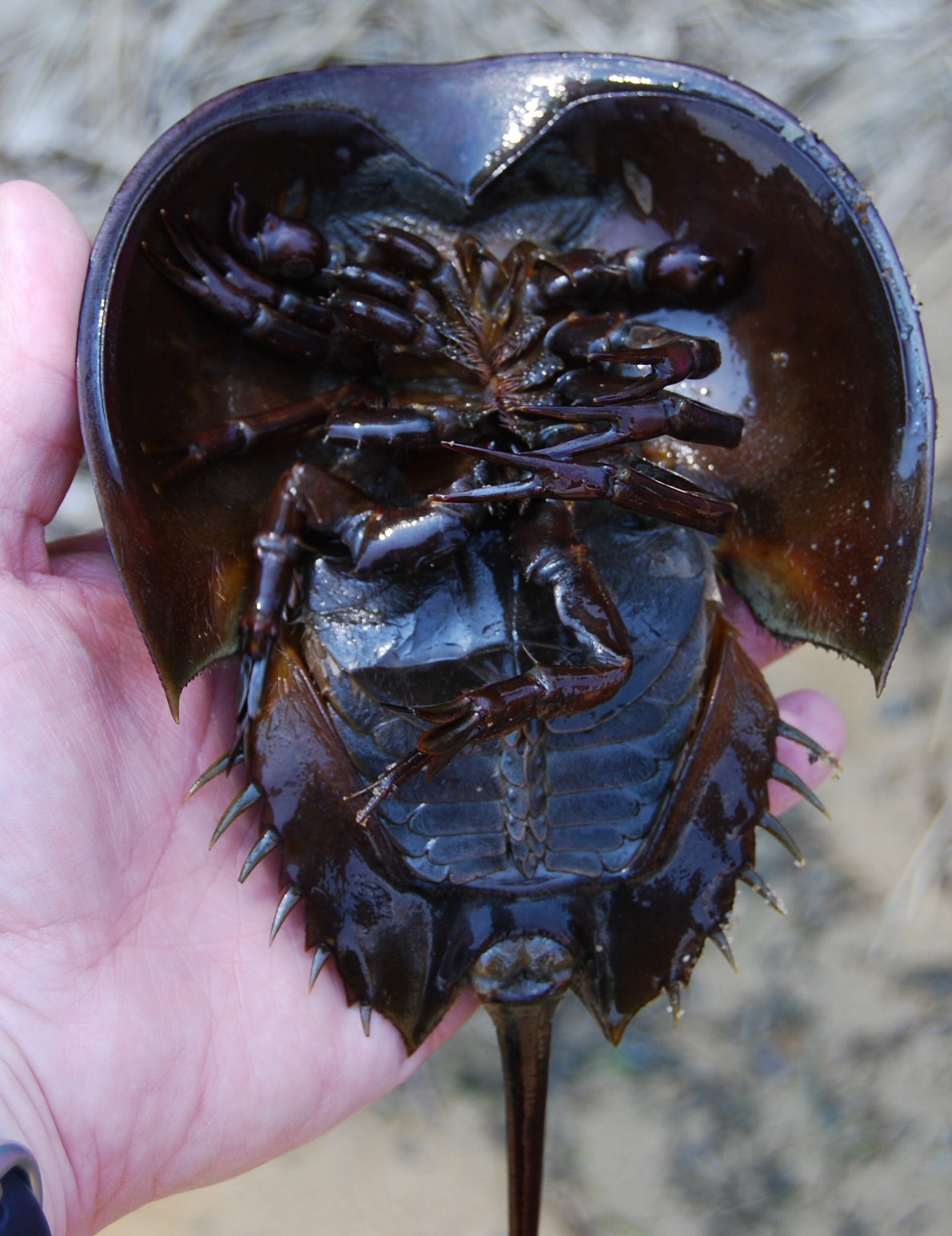 Horseshoe crab