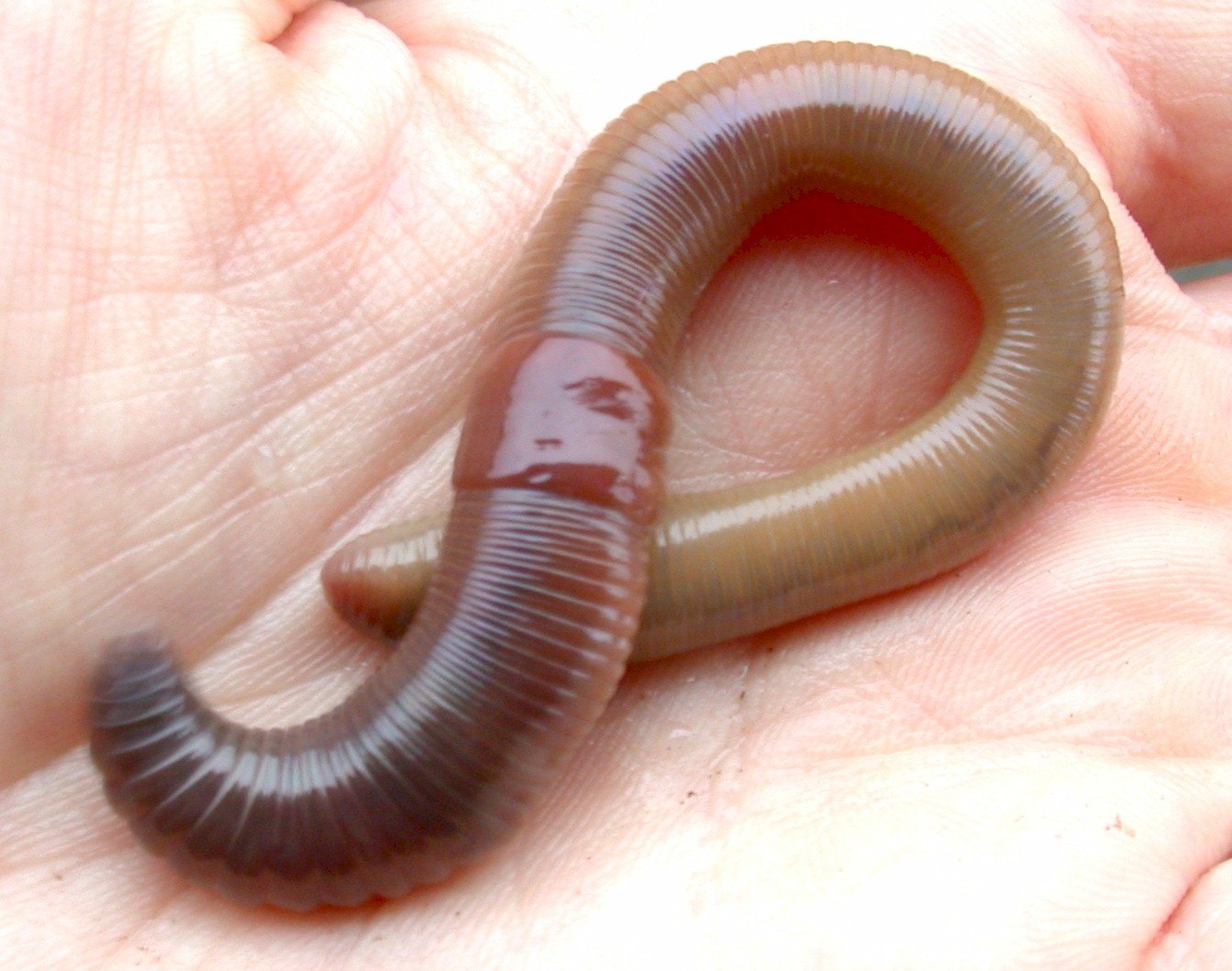 Что едят червяки дождевые. Червь Земляной (Lumbricus terrestris). Малощетинковые дождевой червь. Кольчатые черви дождевые.