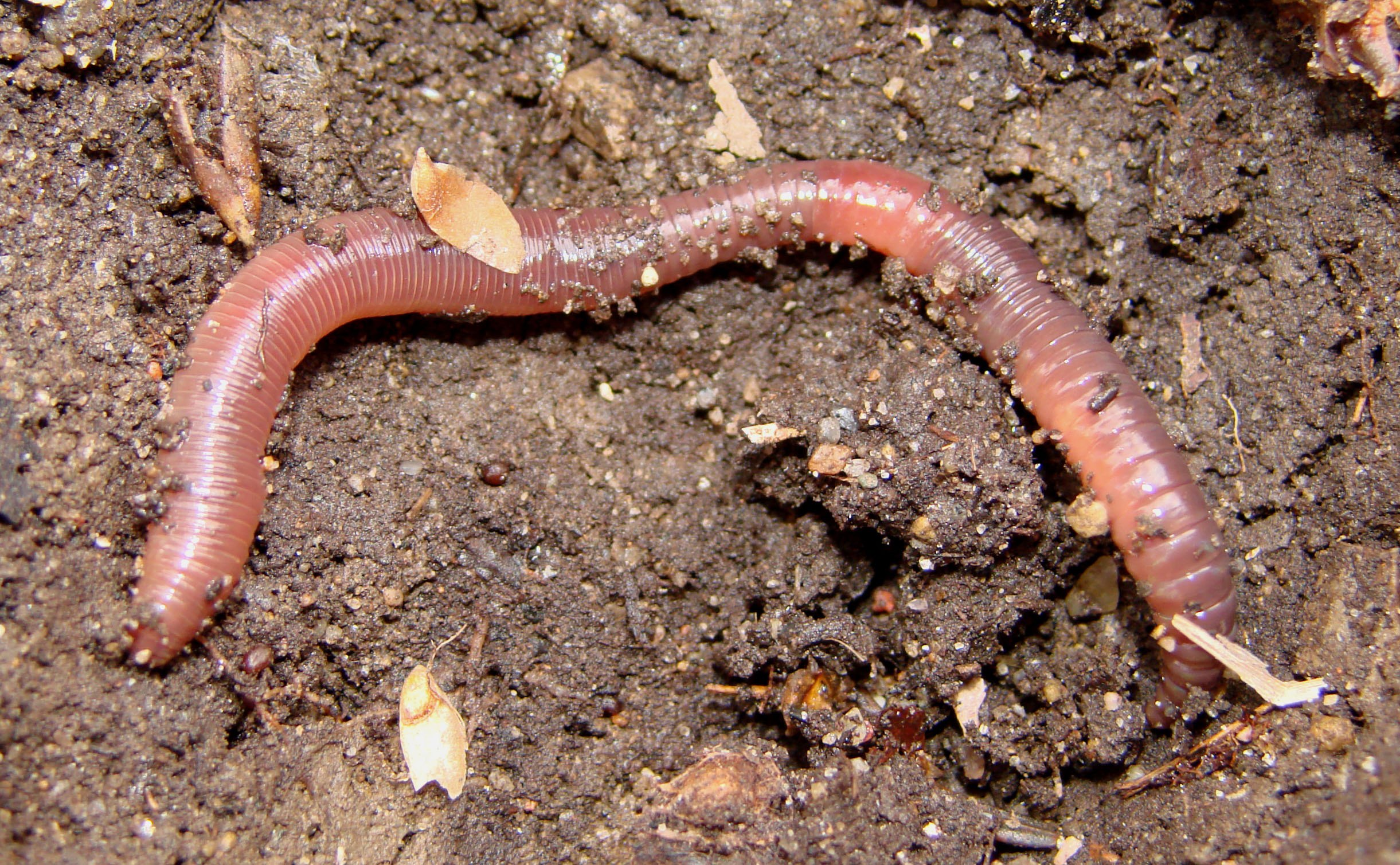Дождевой червь это какой червь. Малощетинковые черви личинка. Обыкновенный дождевой червь. Личинка малощетинковых червей.