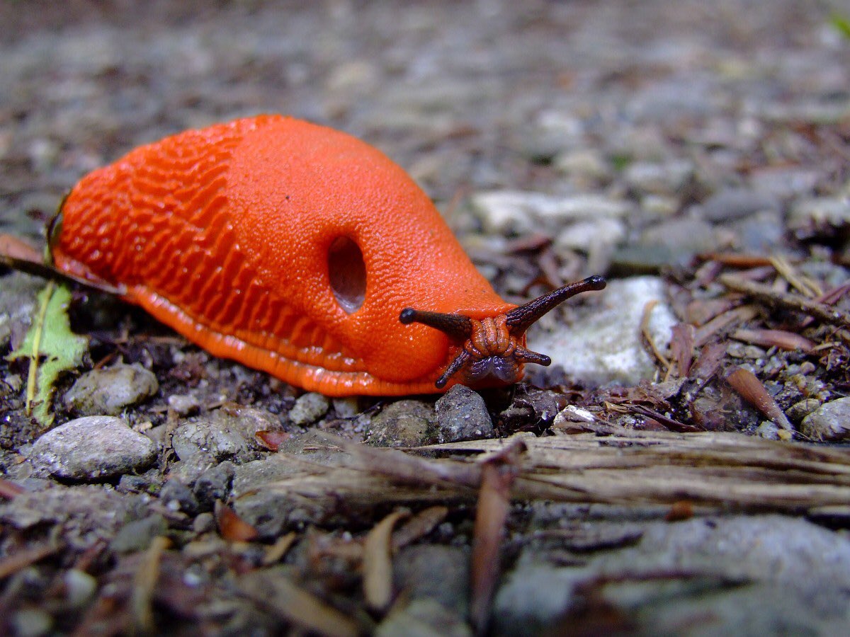 Улитка оранжевая. Брюхоногие моллюски слизни. . Рыжий СЛИЗЕНЬ (Arion lusitanicus). СЛИЗНЯК это моллюск. Красный морской СЛИЗЕНЬ.