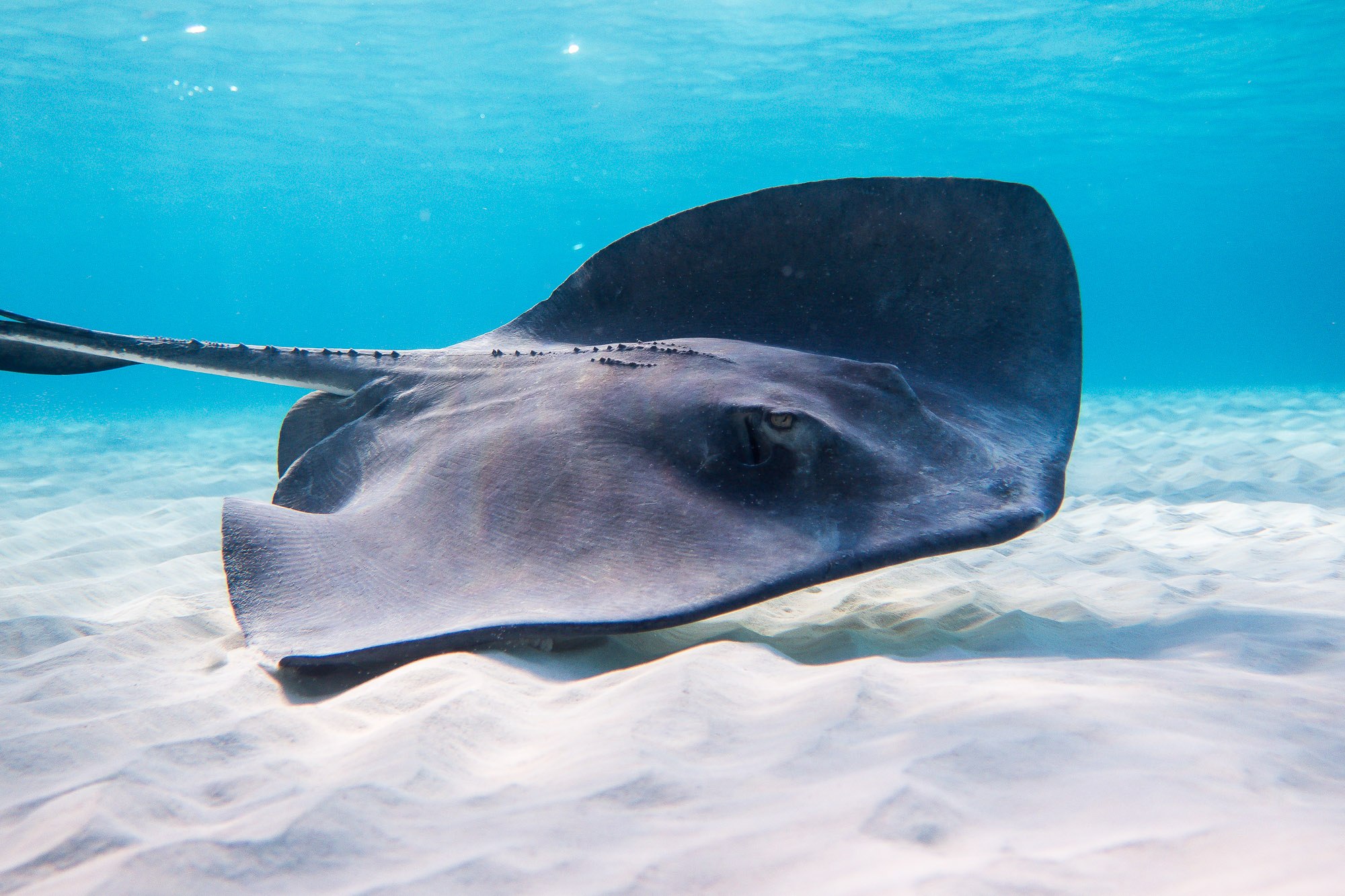 Скат картинки. Пятнистый Скат хвостокол. Скат Stingray. Стингрей морской Скат. Хвостокол морской кот.